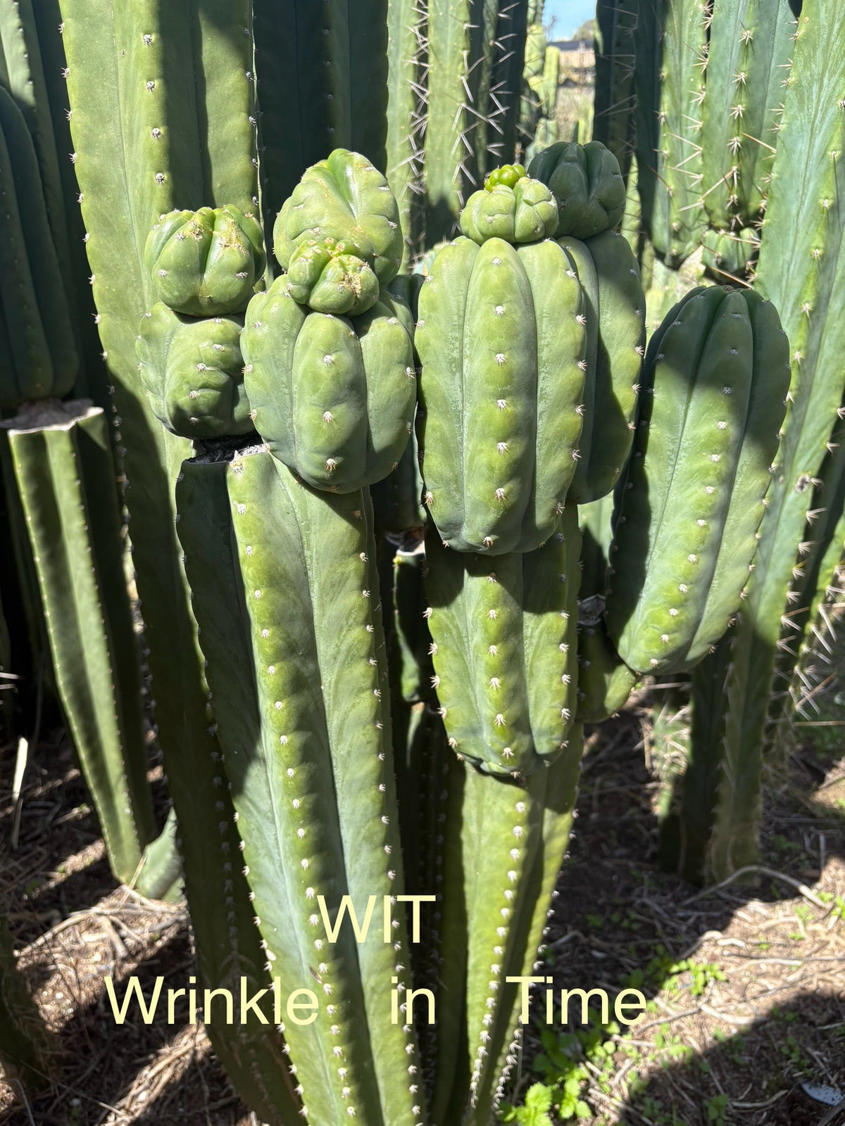#EC302 EXACT Trichocereus SLOP "Wrinkle in Time" WIT Cactus Cuttings 6”