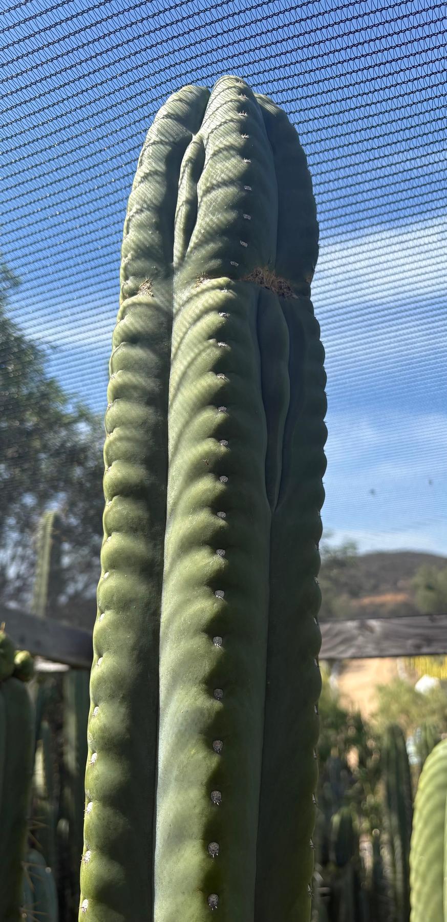 #EC302 EXACT Trichocereus SLOP "Wrinkle in Time" WIT Cactus Cuttings 6”