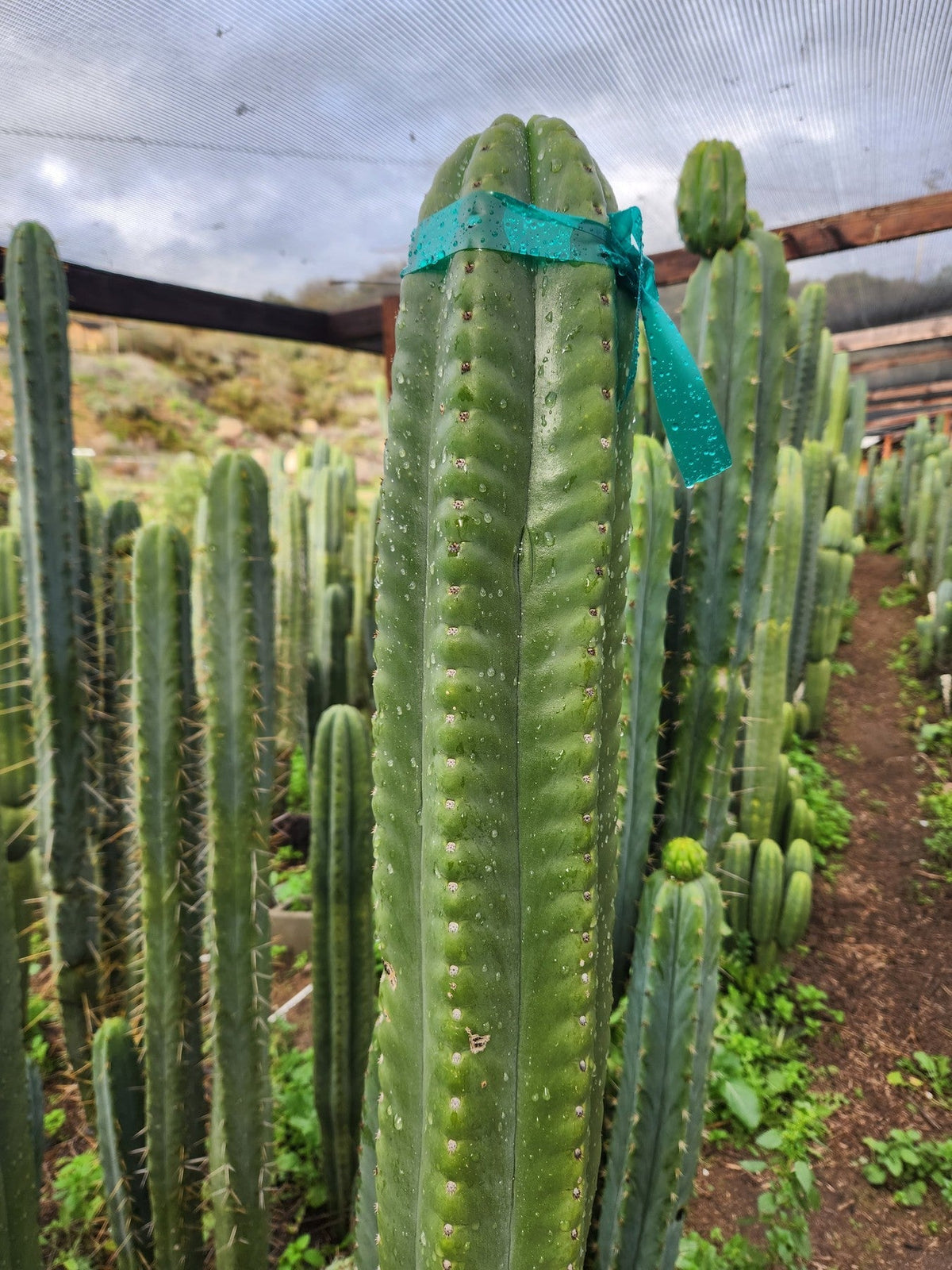 #EC302 EXACT Trichocereus SLOP "Wrinkle in Time" WIT Cactus Cuttings 6”