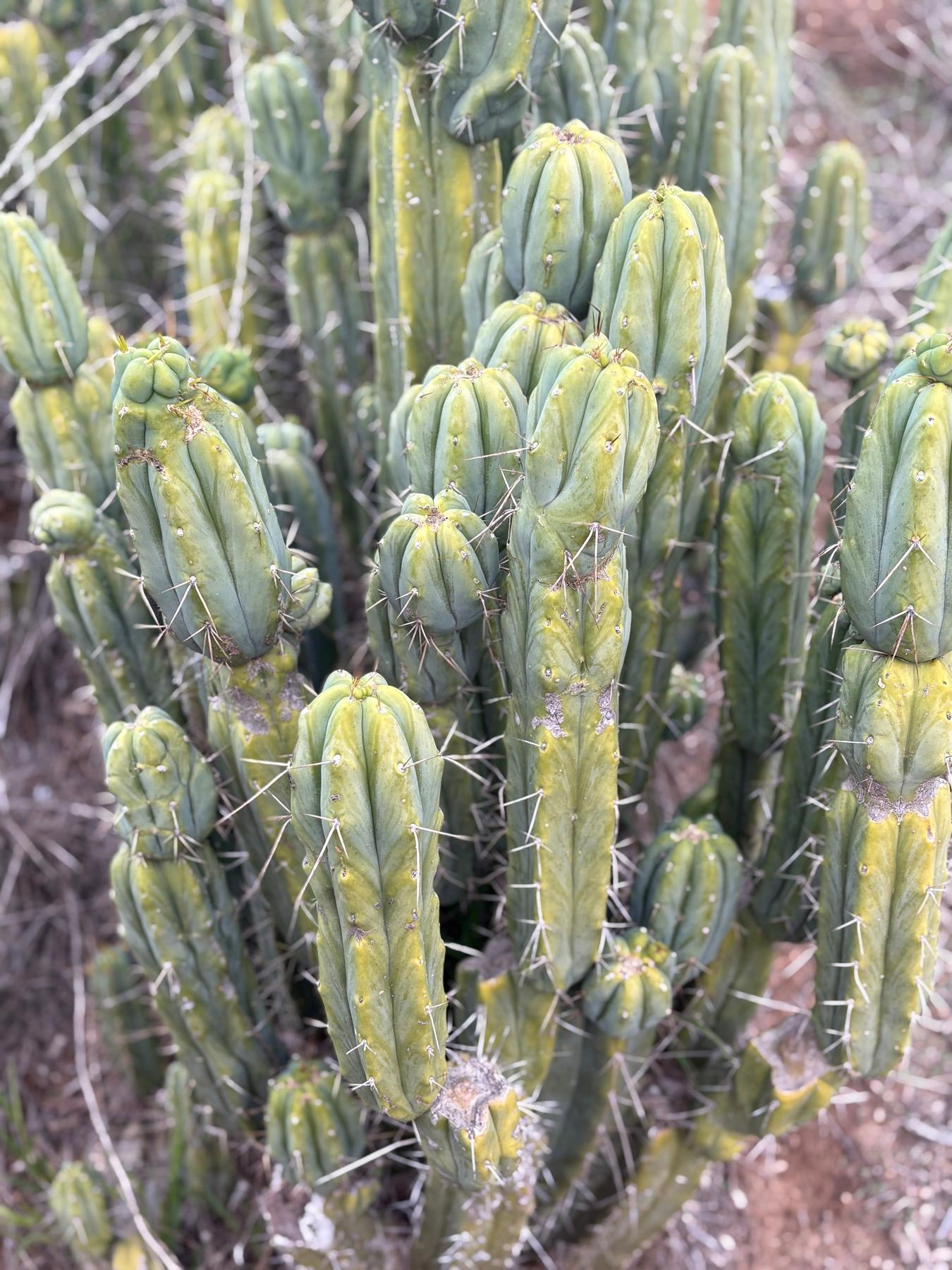 #EC309 EXACT Trichocereus Bridgesii Jiimz Pigeon Cactus Cutting 12” approx