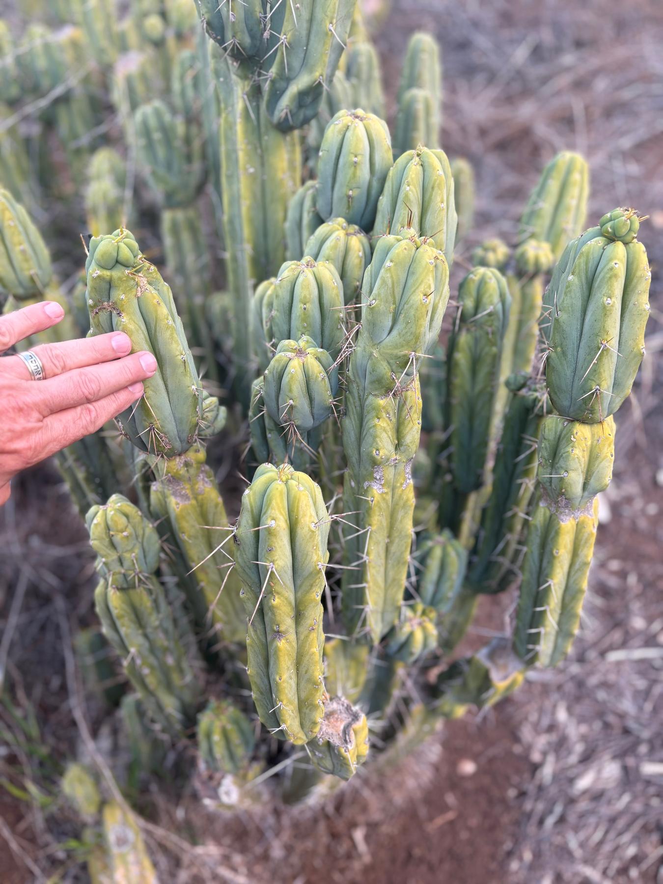 #EC309 EXACT Trichocereus Bridgesii Jiimz Pigeon Cactus Cutting 12” approx