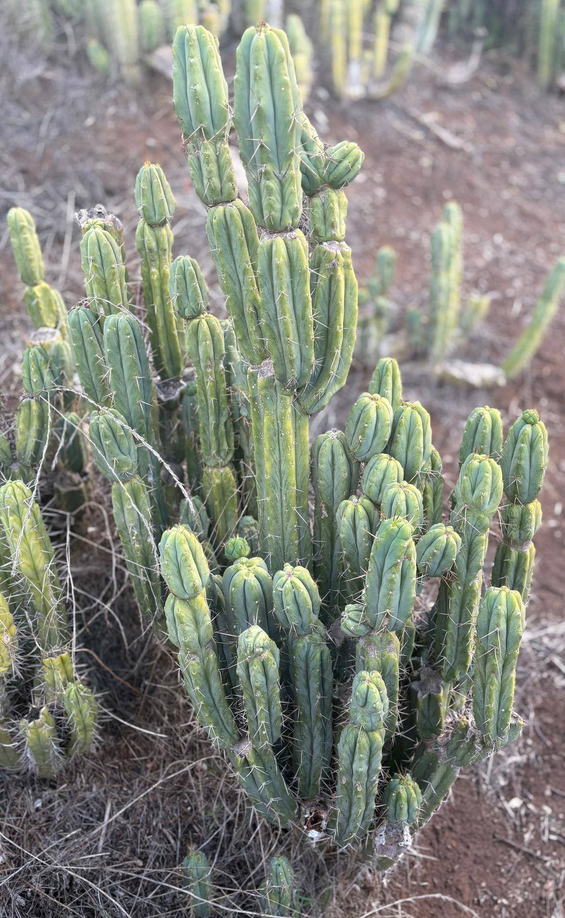 #EC309 EXACT Trichocereus Bridgesii Jiimz Pigeon Cactus Cutting 12” approx
