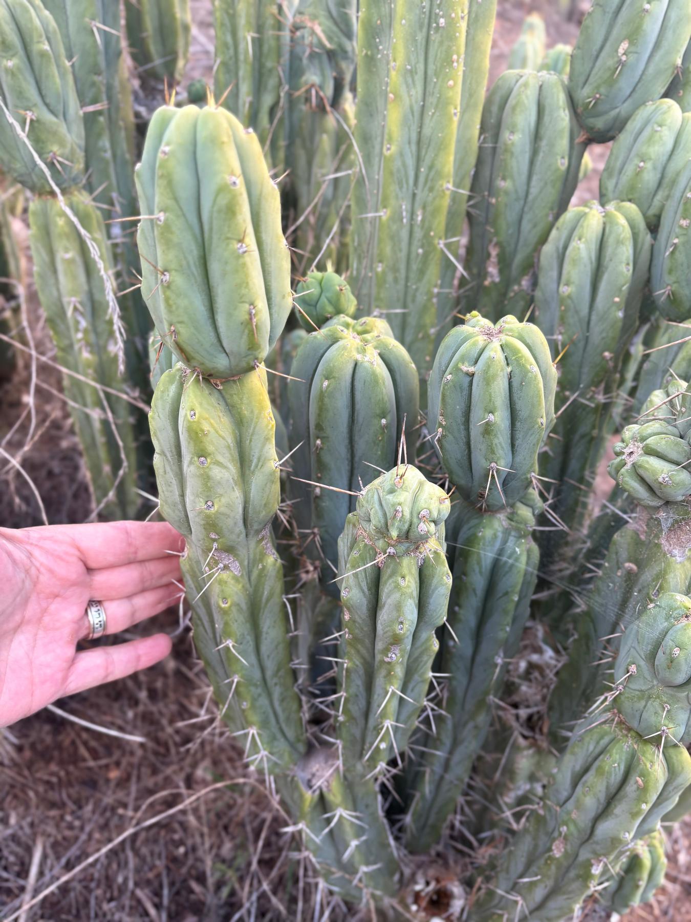 #EC309 EXACT Trichocereus Bridgesii Jiimz Pigeon Cactus Cutting 12” approx