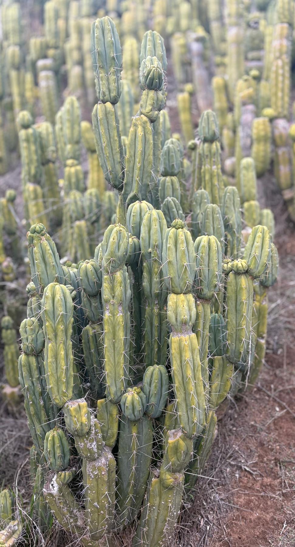 #EC309 EXACT Trichocereus Bridgesii Jiimz Pigeon Cactus Cutting 12” approx