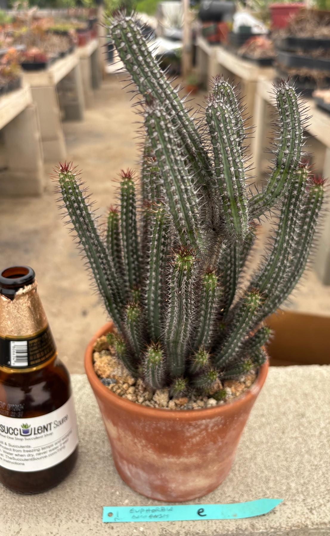#EC311 Blaise’s EXACT Cactus & Euphorbia Potted Specimens