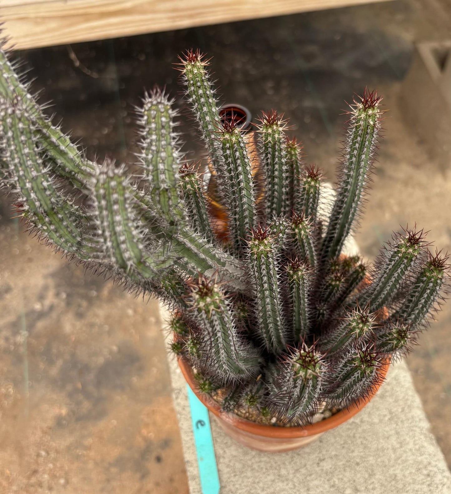 #EC311 Blaise’s EXACT Cactus & Euphorbia Potted Specimens