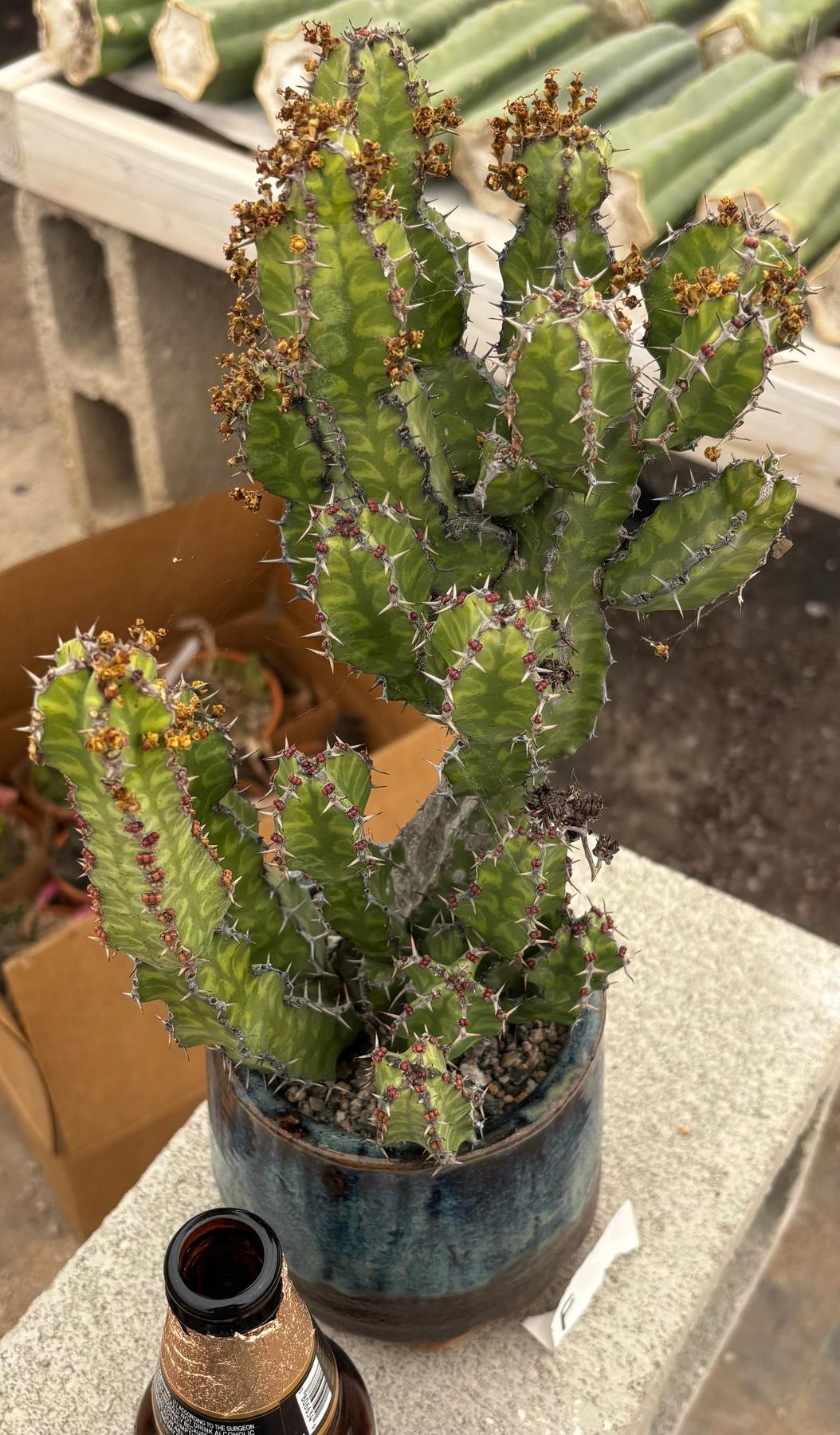 #EC311 Blaise’s EXACT Cactus & Euphorbia Potted Specimens