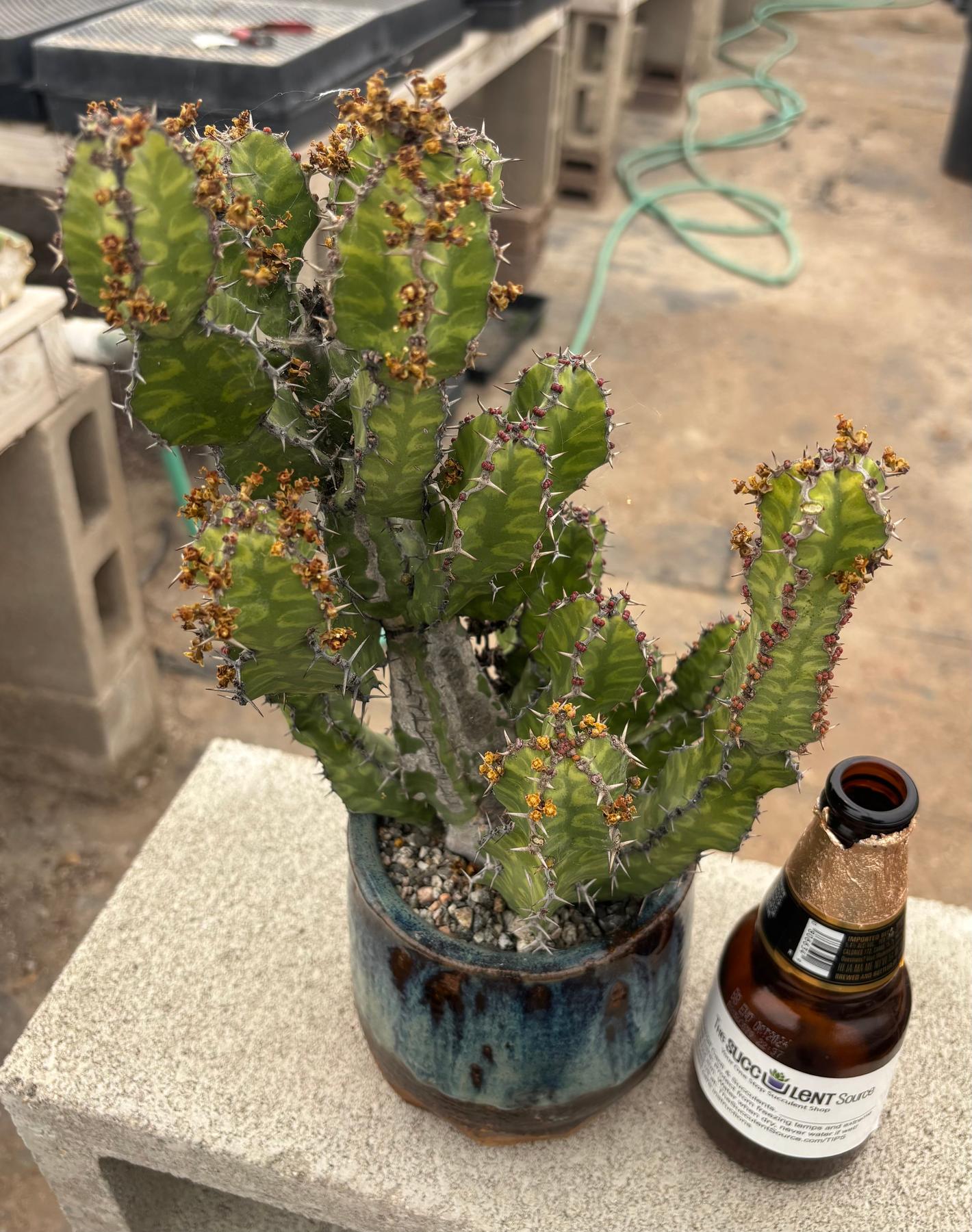#EC311 Blaise’s EXACT Cactus & Euphorbia Potted Specimens