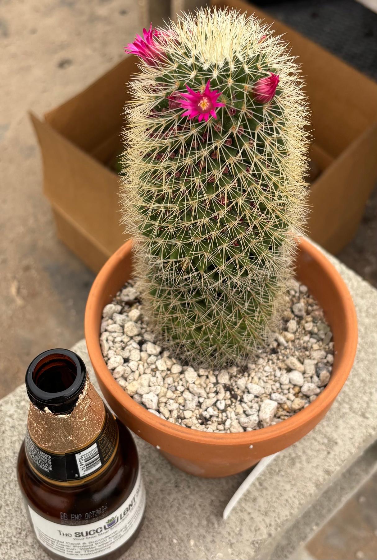 #EC311 Blaise’s EXACT Cactus & Euphorbia Potted Specimens