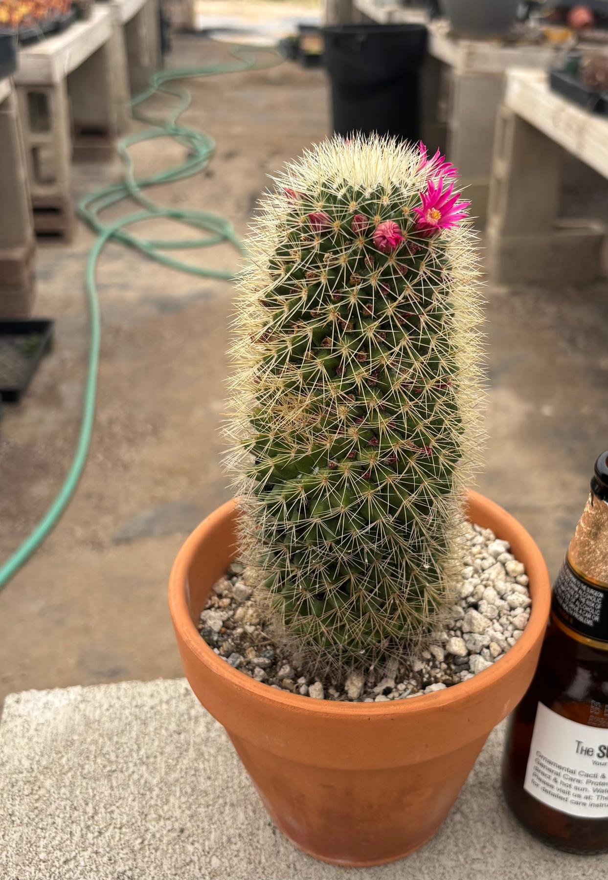 #EC311 Blaise’s EXACT Cactus & Euphorbia Potted Specimens