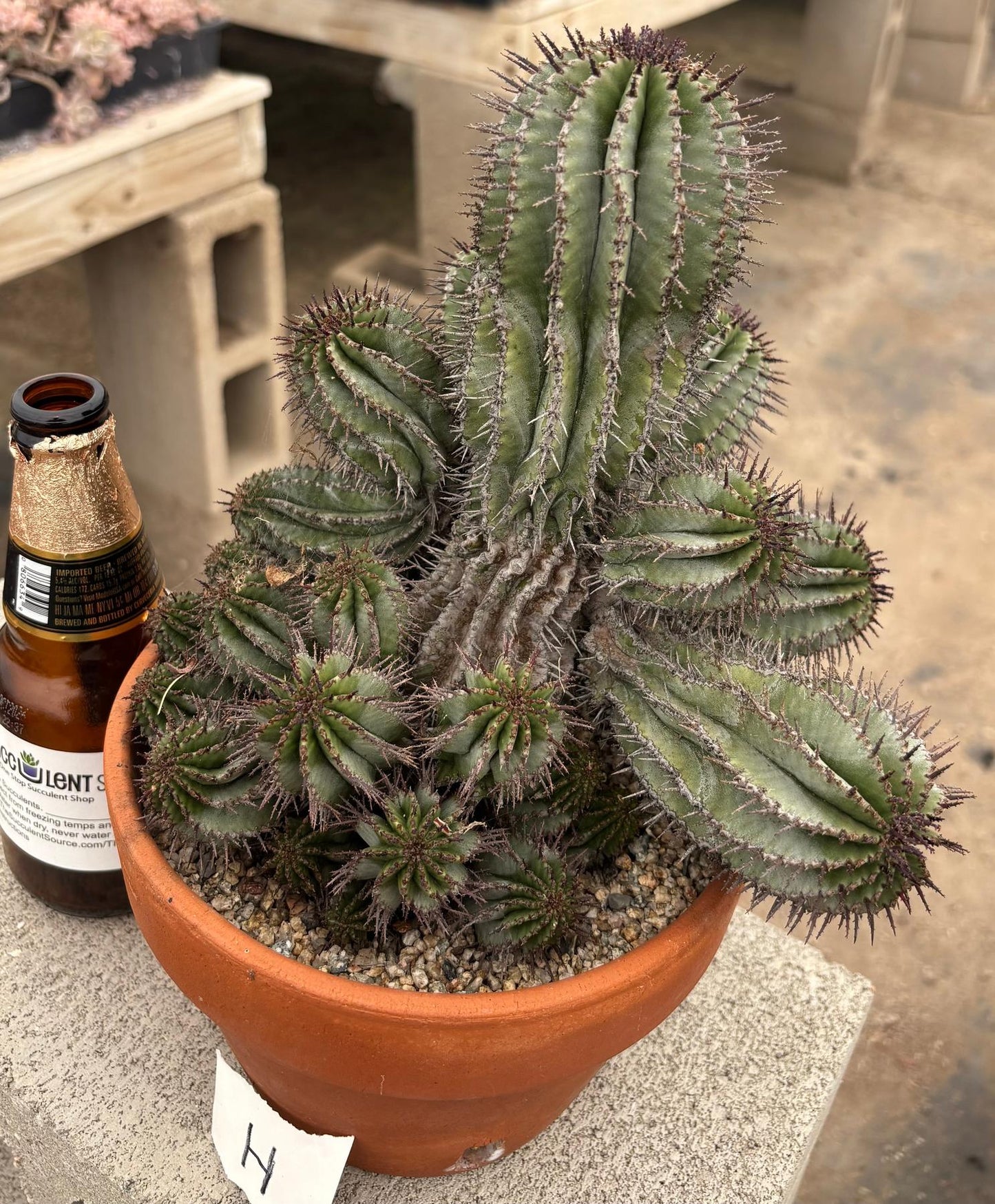 #EC311 Blaise’s EXACT Cactus & Euphorbia Potted Specimens