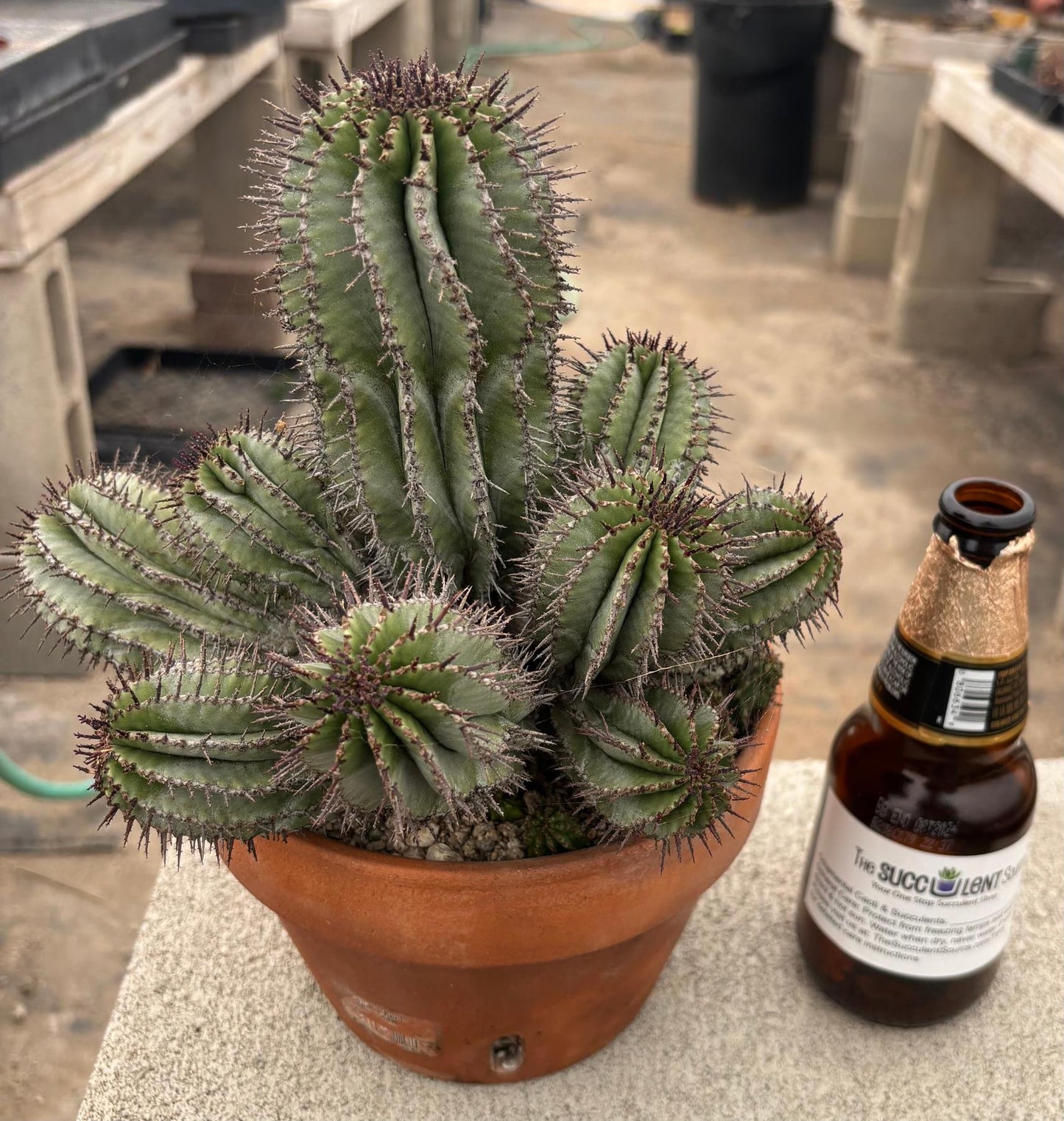 #EC311 Blaise’s EXACT Cactus & Euphorbia Potted Specimens