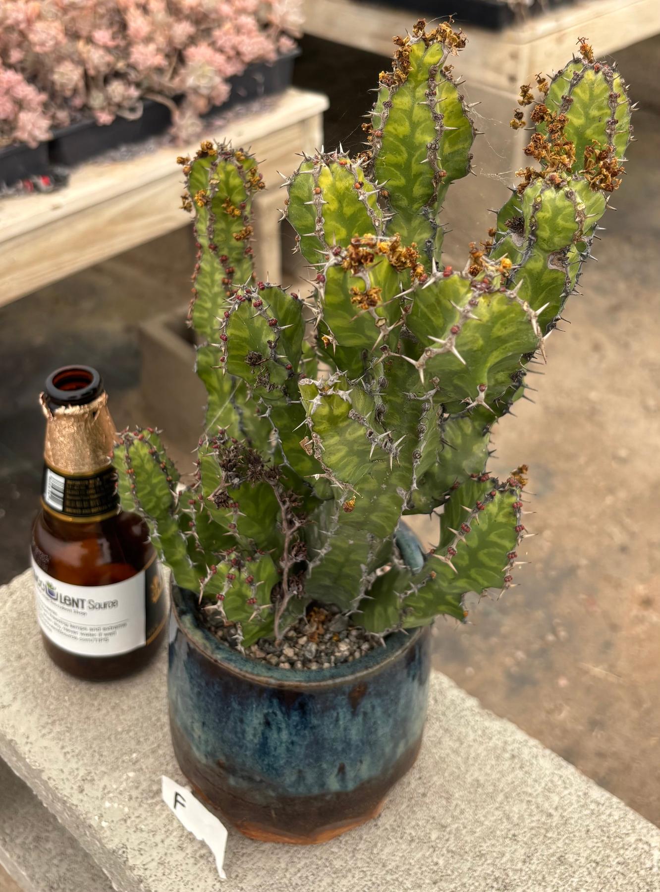 #EC311 Blaise’s EXACT Cactus & Euphorbia Potted Specimens