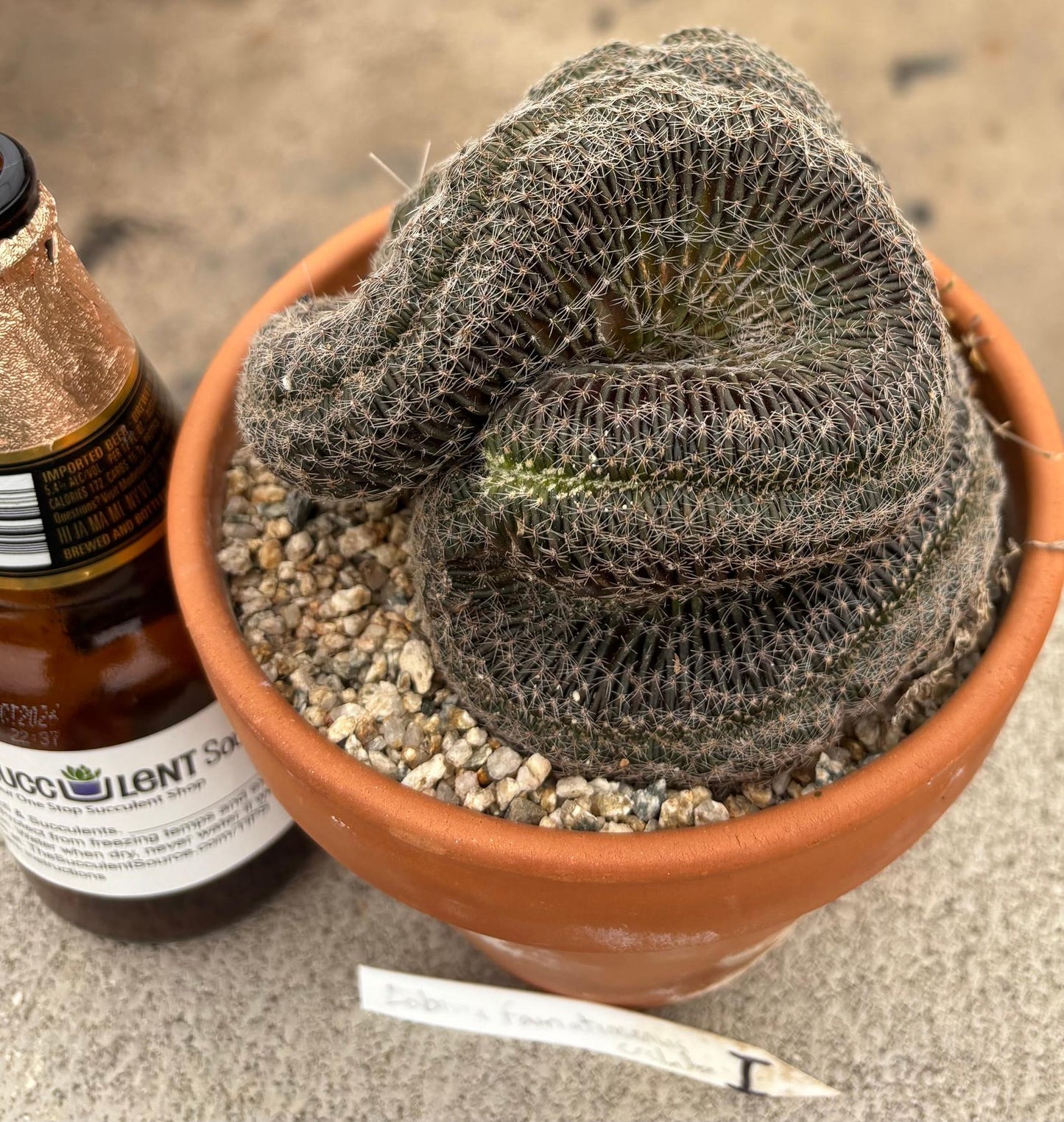 #EC311 Blaise’s EXACT Cactus & Euphorbia Potted Specimens