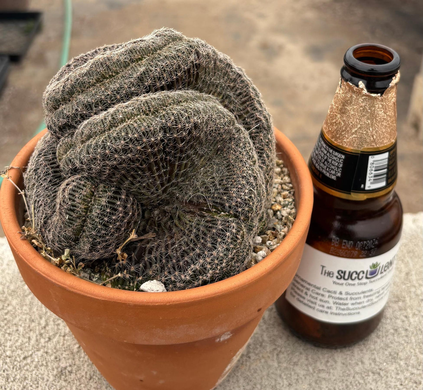 #EC311 Blaise’s EXACT Cactus & Euphorbia Potted Specimens