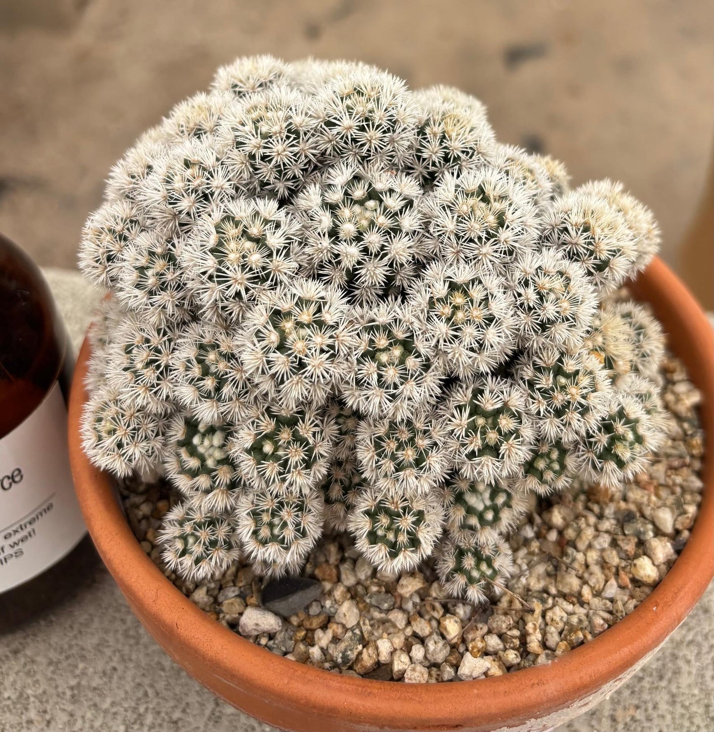 #EC311 Blaise’s EXACT Cactus & Euphorbia Potted Specimens