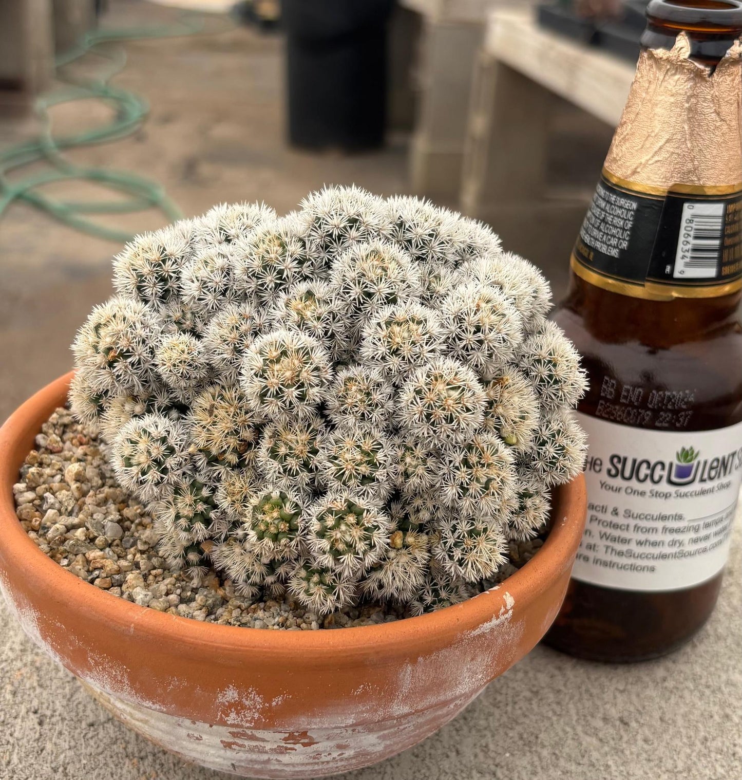 #EC311 Blaise’s EXACT Cactus & Euphorbia Potted Specimens