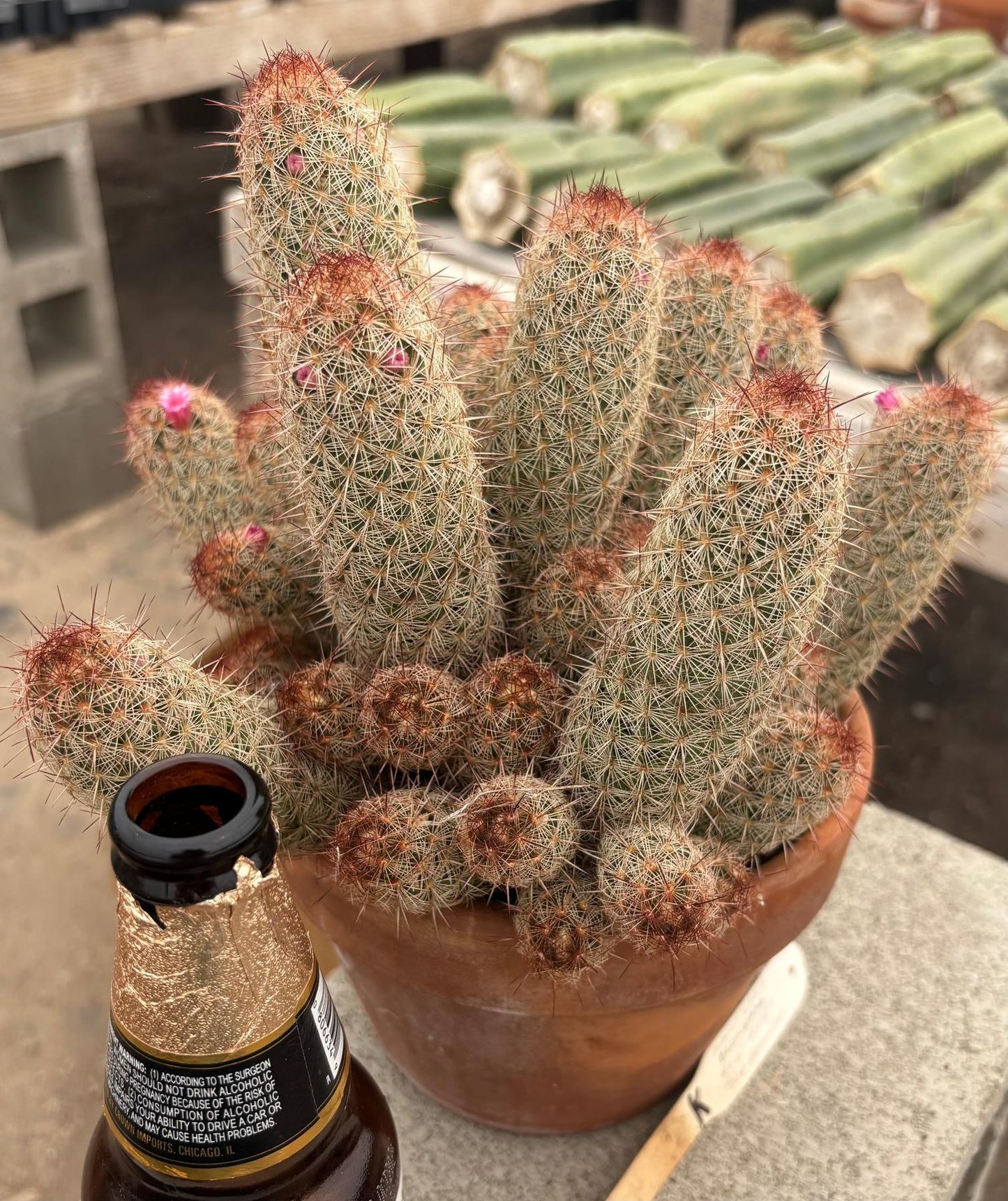 #EC311 Blaise’s EXACT Cactus & Euphorbia Potted Specimens