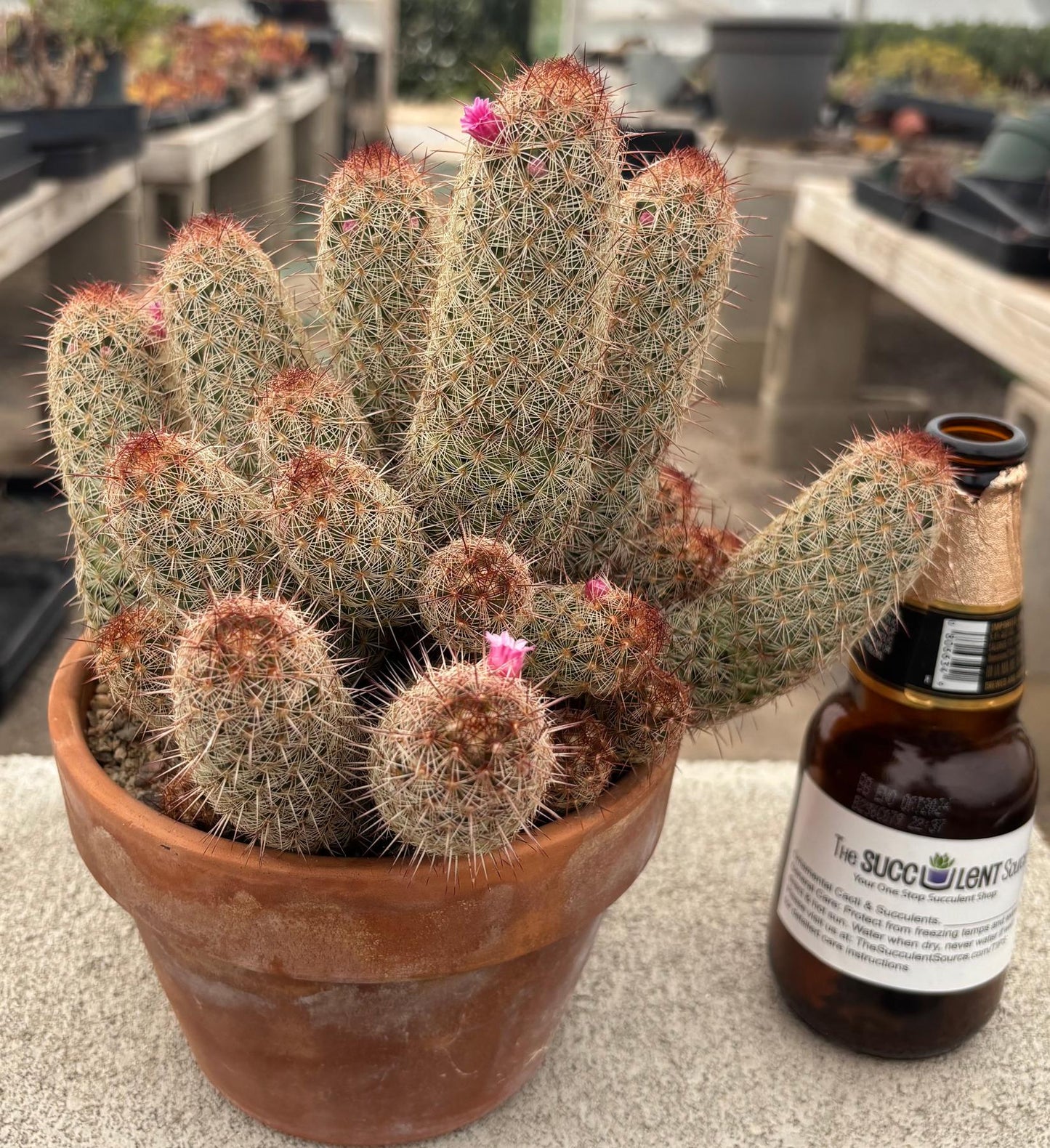 #EC311 Blaise’s EXACT Cactus & Euphorbia Potted Specimens