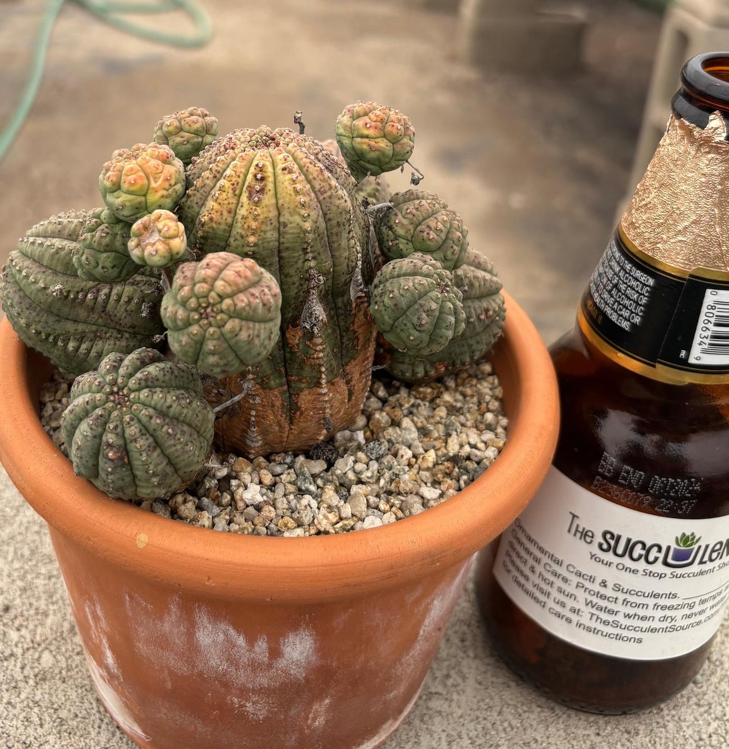 #EC311 Blaise’s EXACT Cactus & Euphorbia Potted Specimens