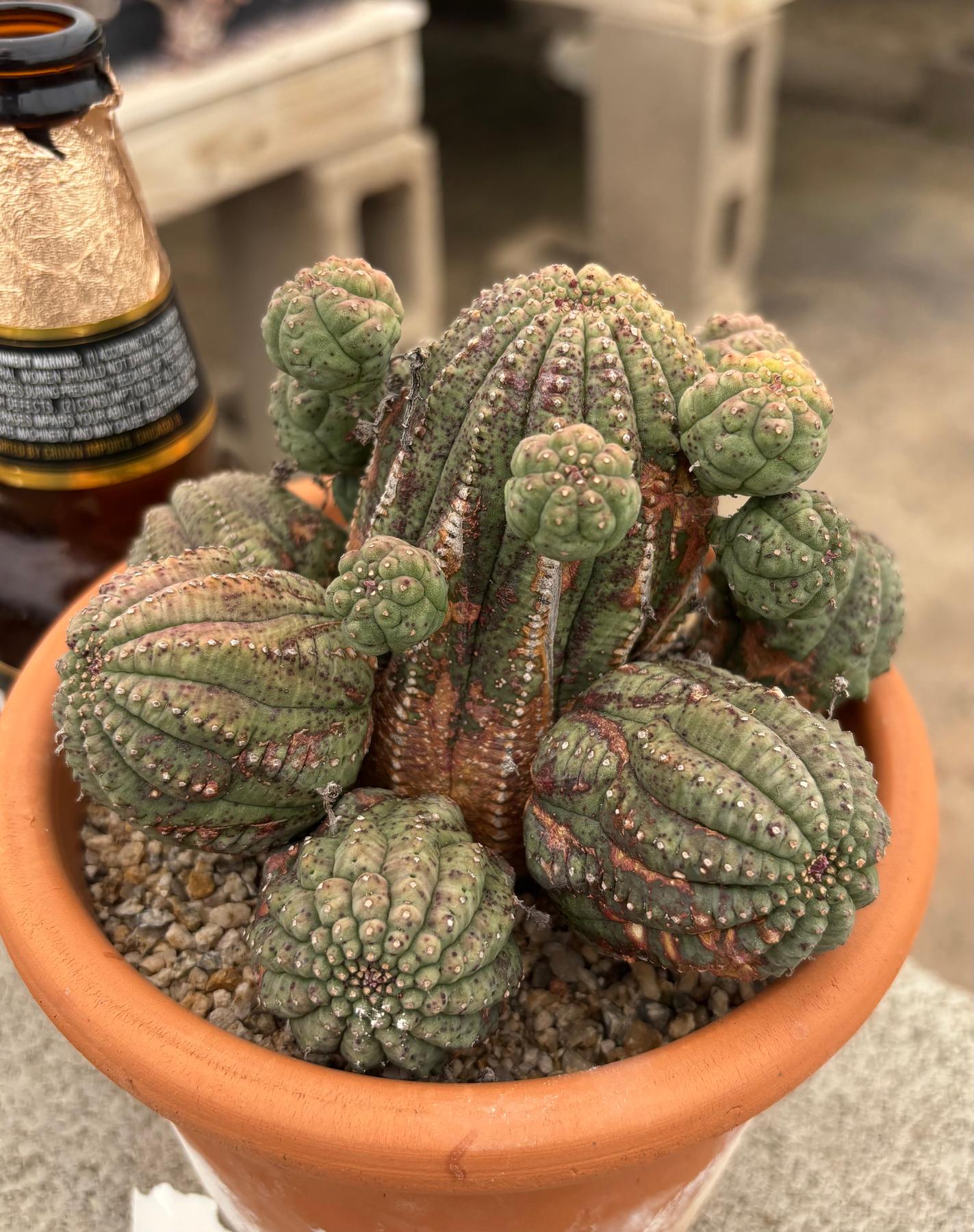 #EC311 Blaise’s EXACT Cactus & Euphorbia Potted Specimens