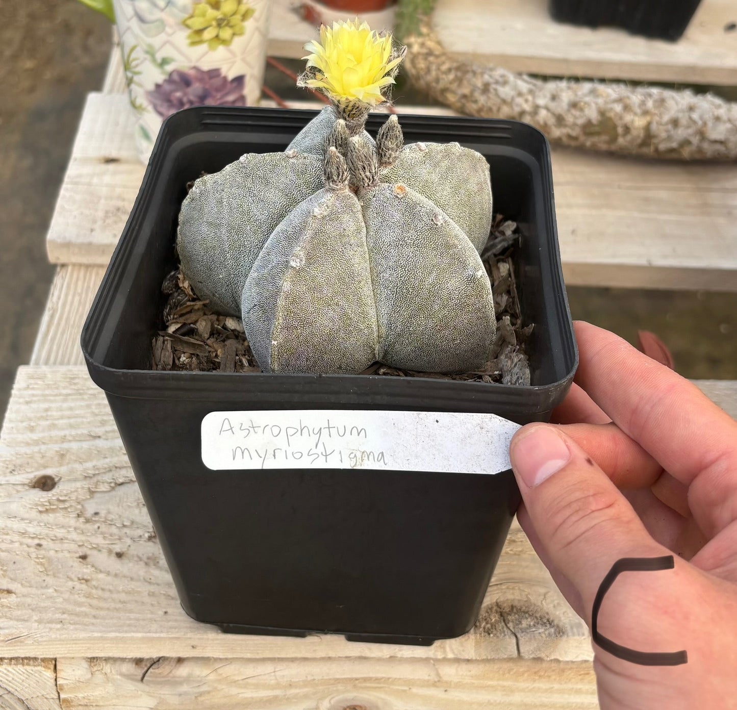 #EC311 Blaise’s EXACT Cactus & Euphorbia Potted Specimens