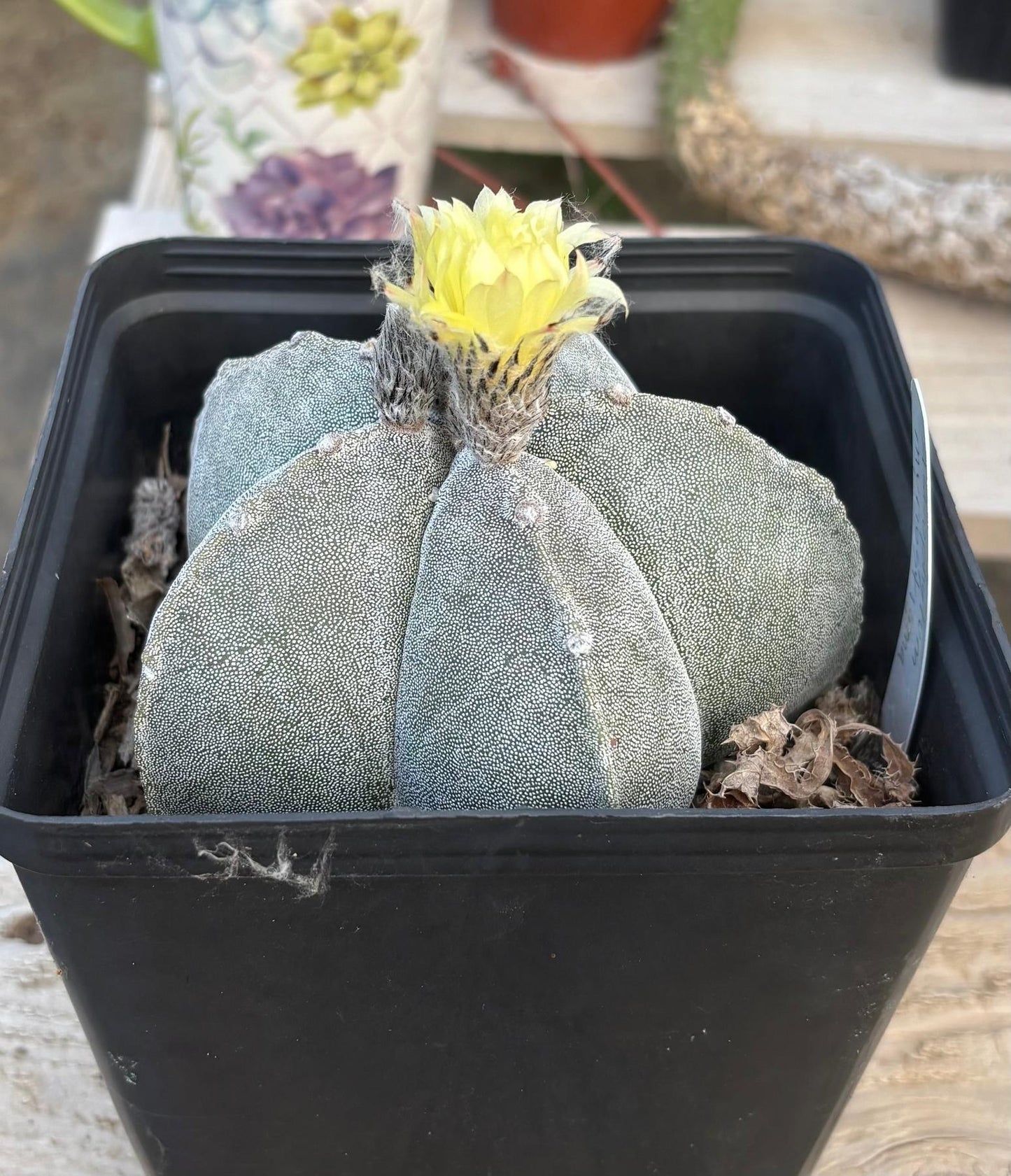 #EC311 Blaise’s EXACT Cactus & Euphorbia Potted Specimens