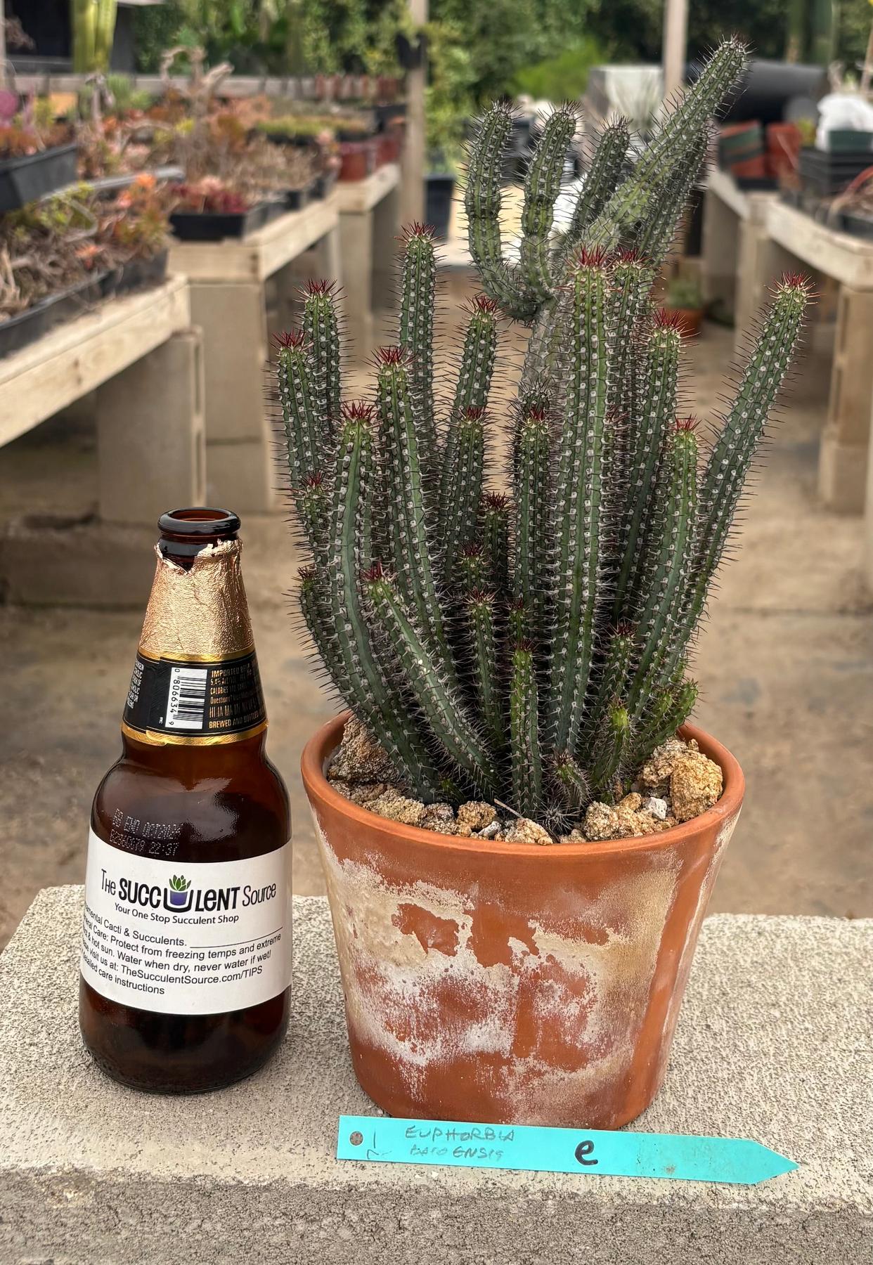 #EC311 Blaise’s EXACT Cactus & Euphorbia Potted Specimens
