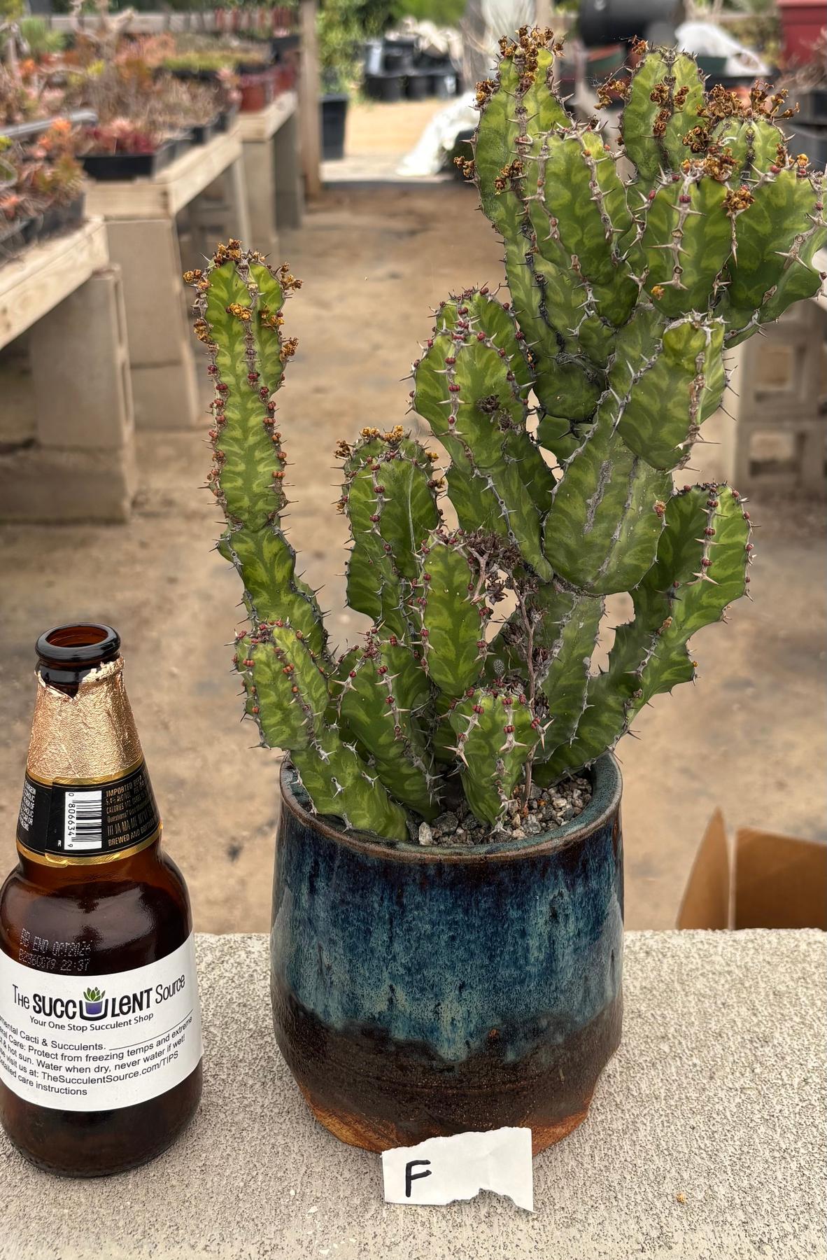 #EC311 Blaise’s EXACT Cactus & Euphorbia Potted Specimens