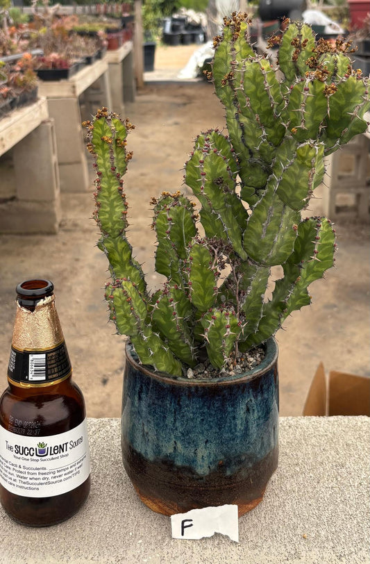 #EC311 Blaise’s EXACT Cactus & Euphorbia Potted Specimens