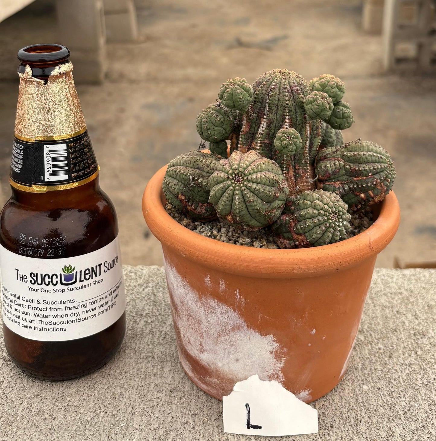 #EC311 Blaise’s EXACT Cactus & Euphorbia Potted Specimens