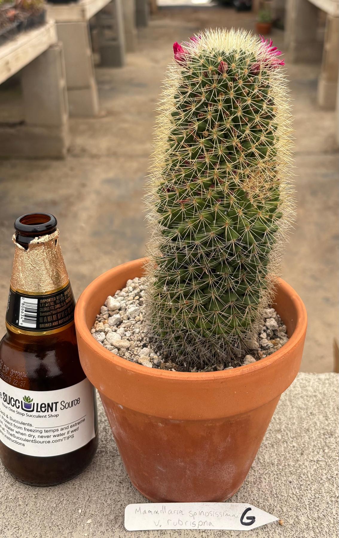 #EC311 Blaise’s EXACT Cactus & Euphorbia Potted Specimens