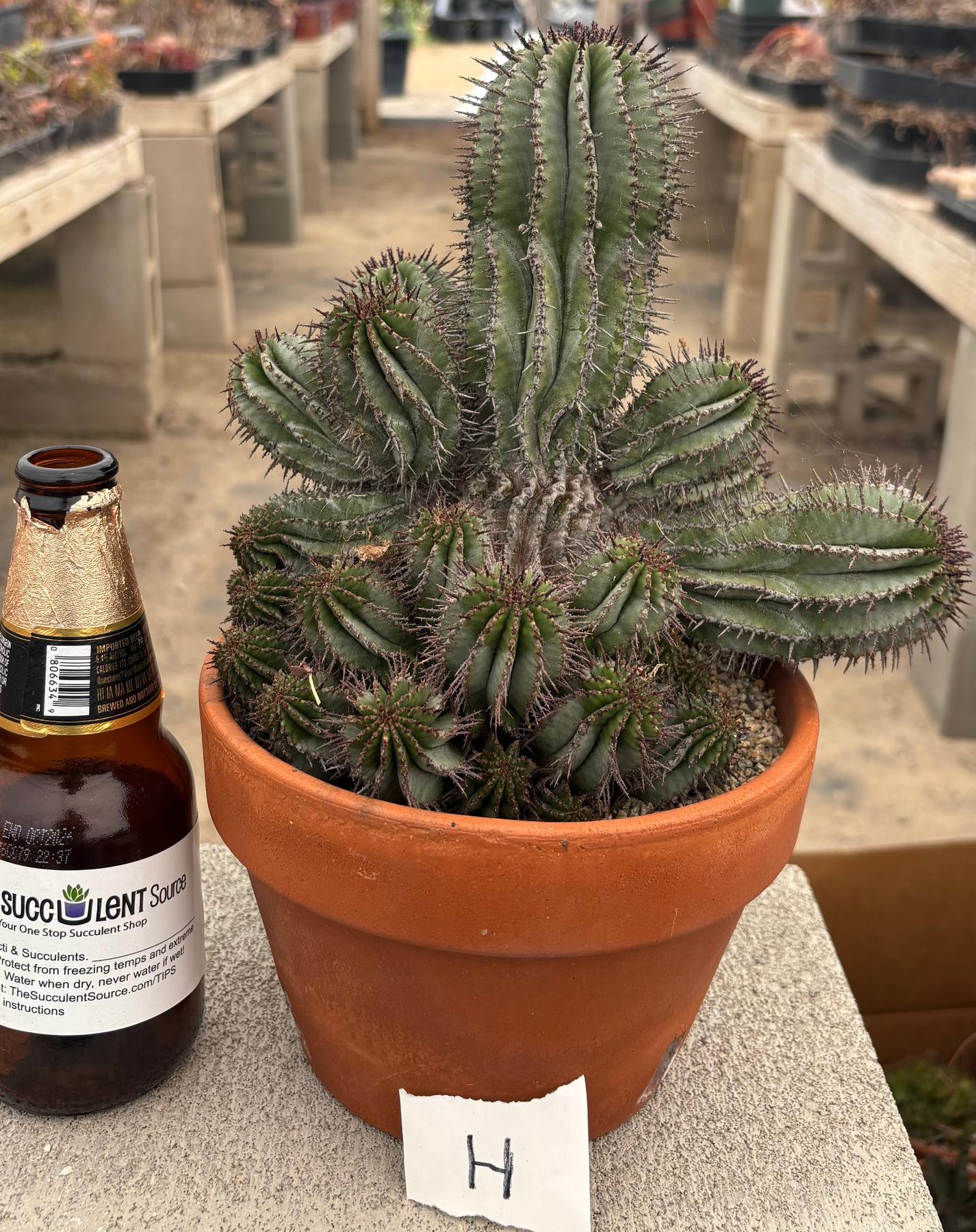 #EC311 Blaise’s EXACT Cactus & Euphorbia Potted Specimens