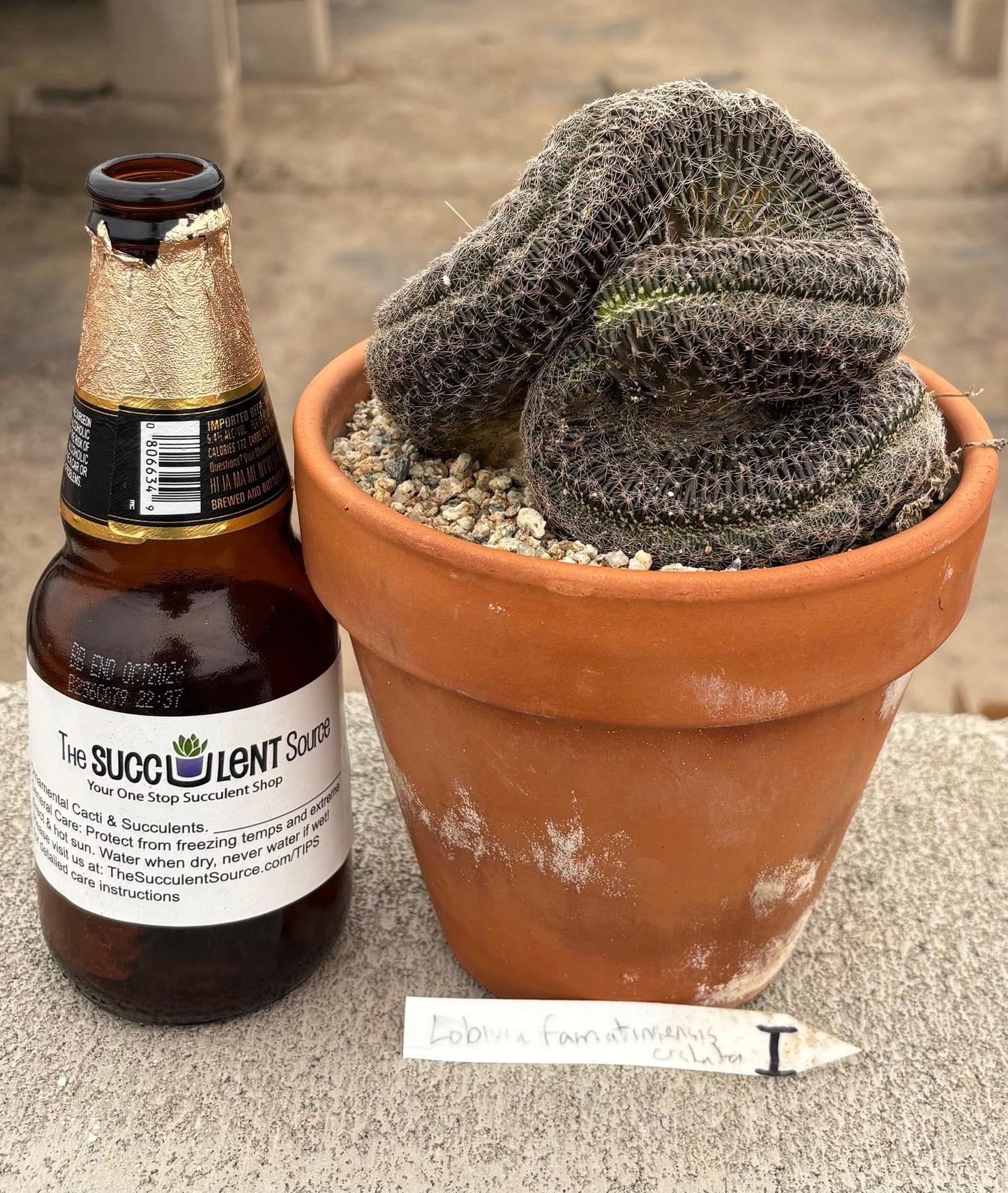 #EC311 Blaise’s EXACT Cactus & Euphorbia Potted Specimens