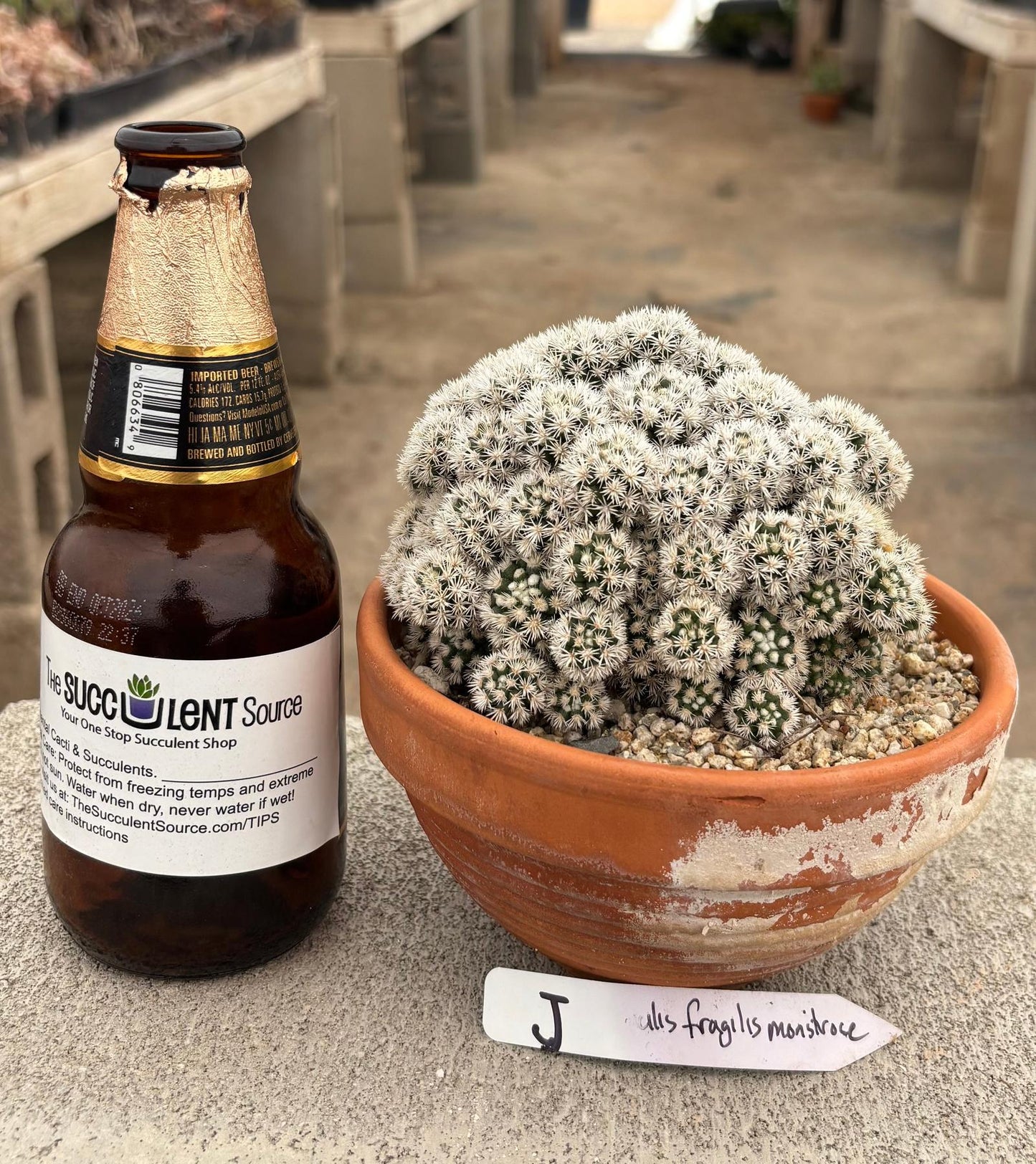 #EC311 Blaise’s EXACT Cactus & Euphorbia Potted Specimens