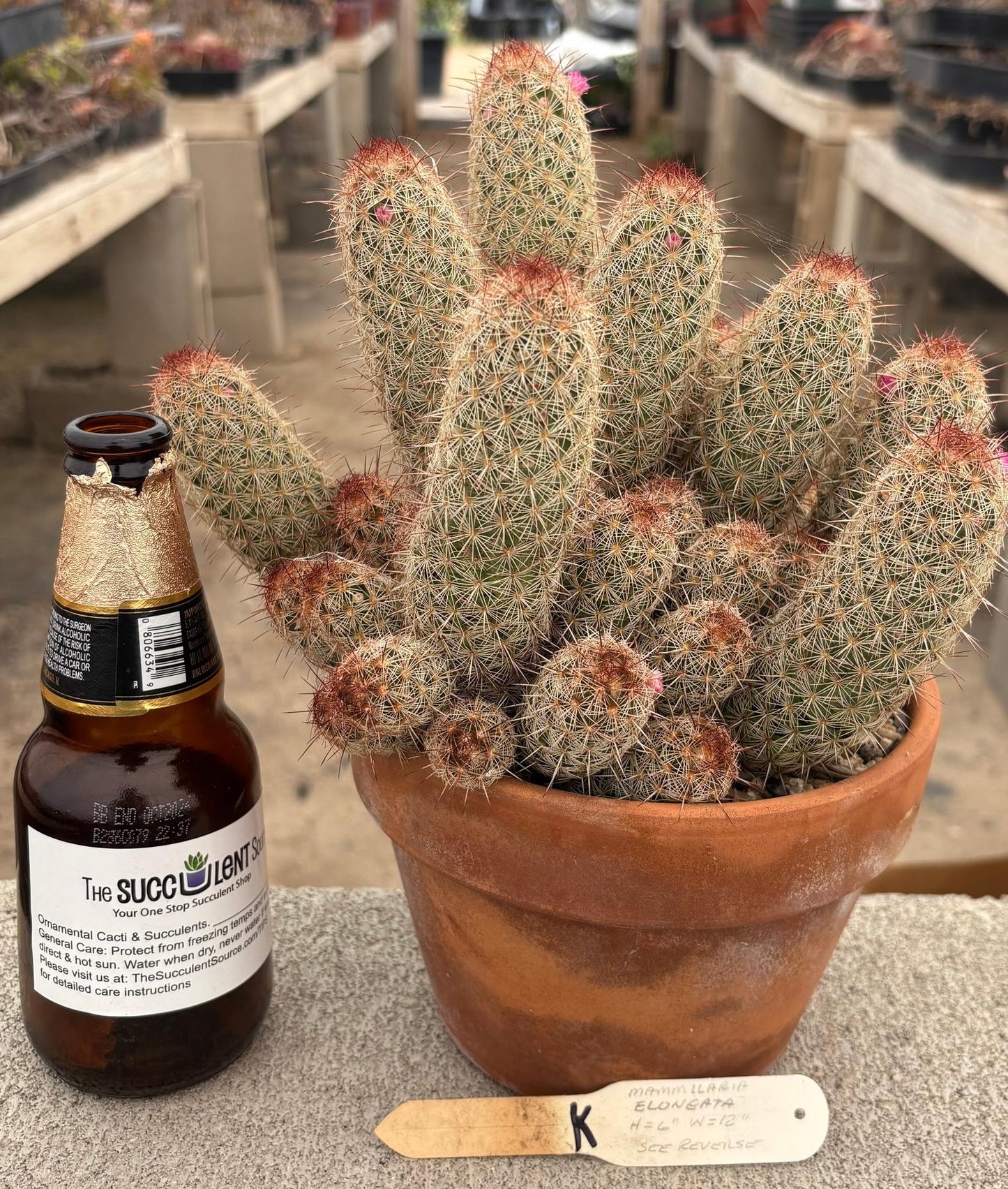 #EC311 Blaise’s EXACT Cactus & Euphorbia Potted Specimens