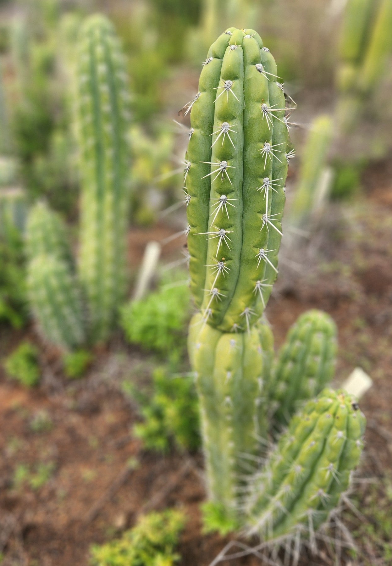 #EC318 Trichocereus TSS AFF Knuthianus Knuthianus Cactus Cutting 8"
