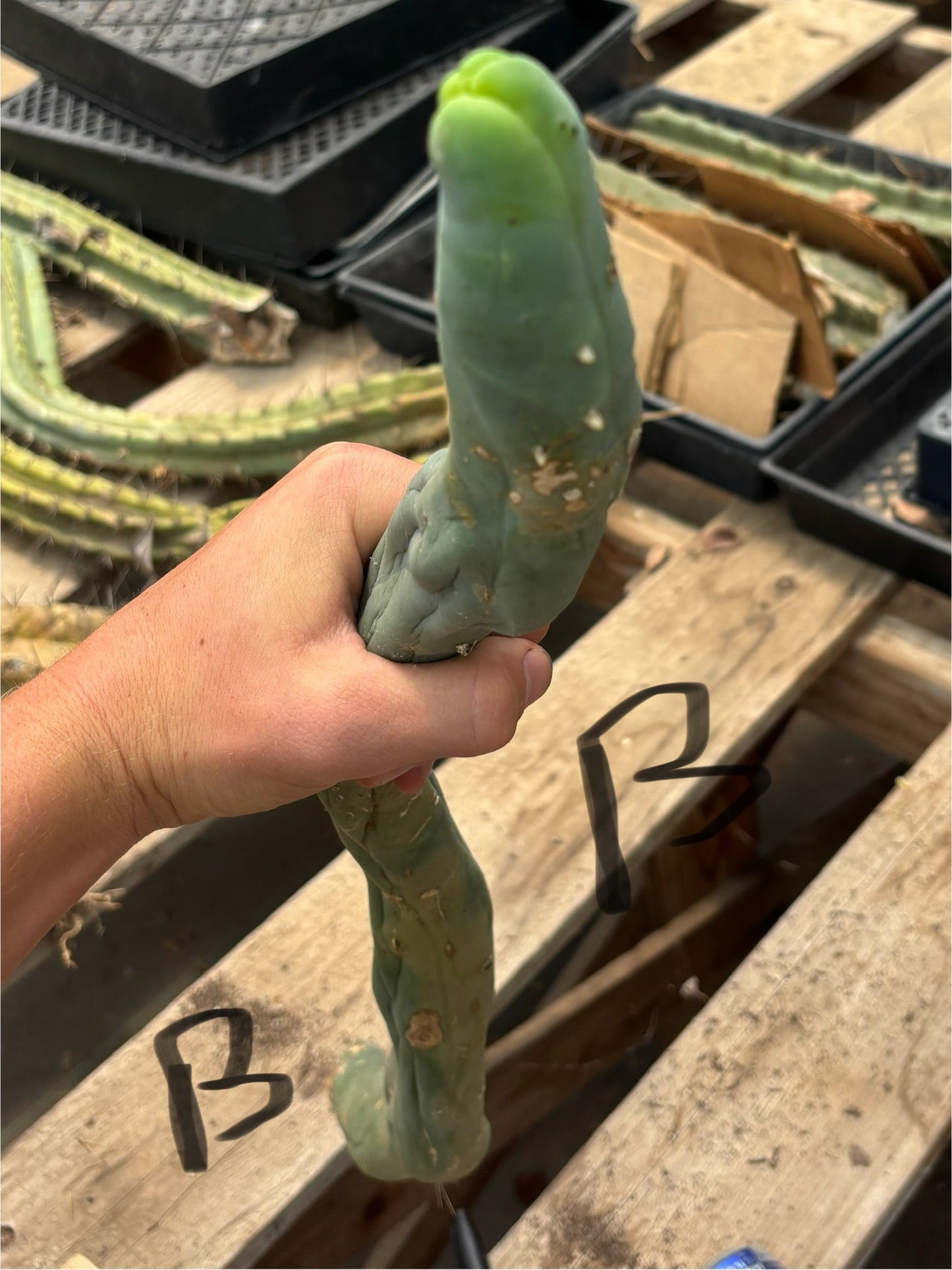 #EC41 EXACT Trichocereus Bridgesii Monstrose TBM Penis Cactus Long Form cuttings