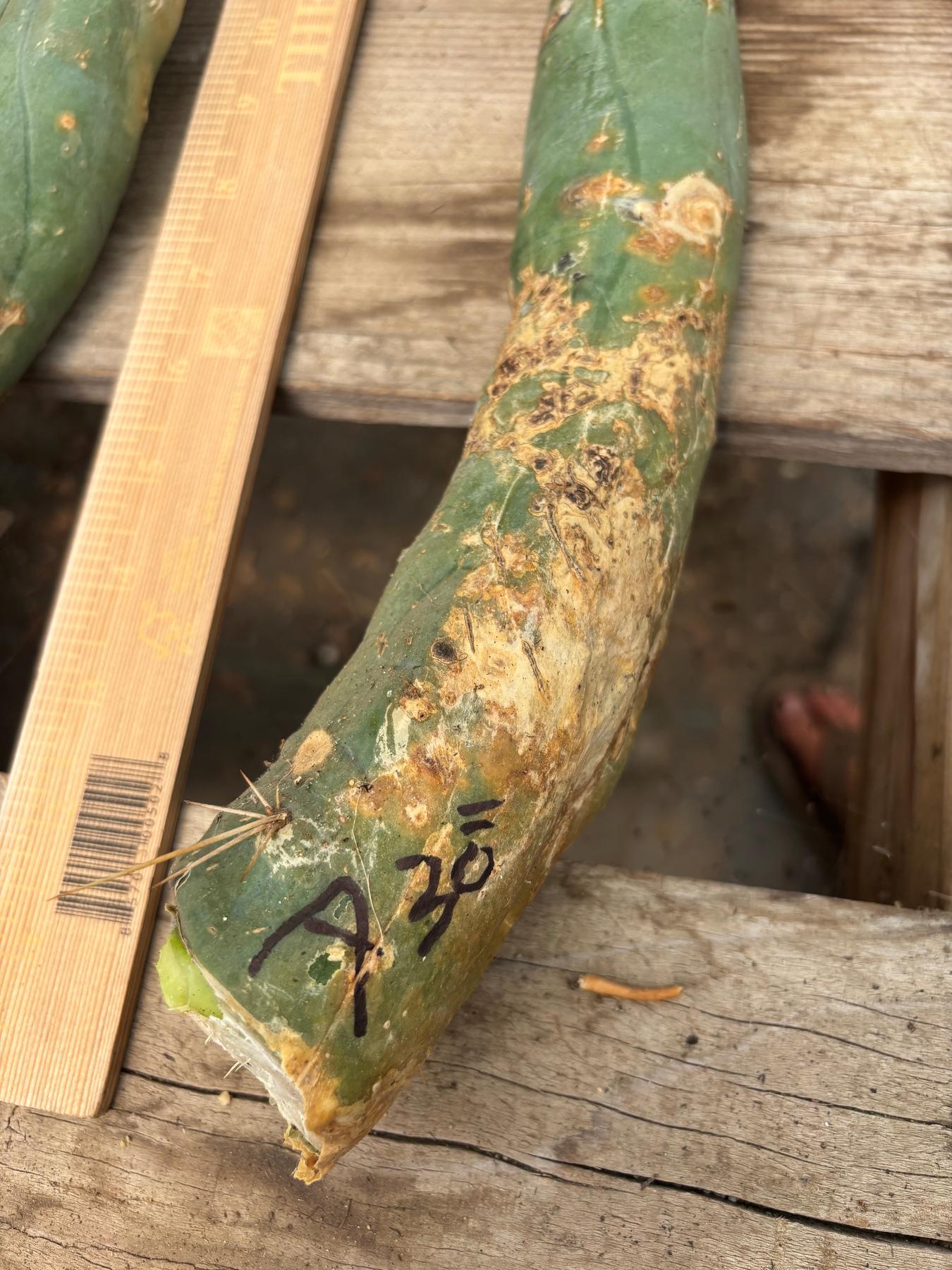 #EC41 EXACT Trichocereus Bridgesii Monstrose TBM Penis Cactus Long Form cuttings