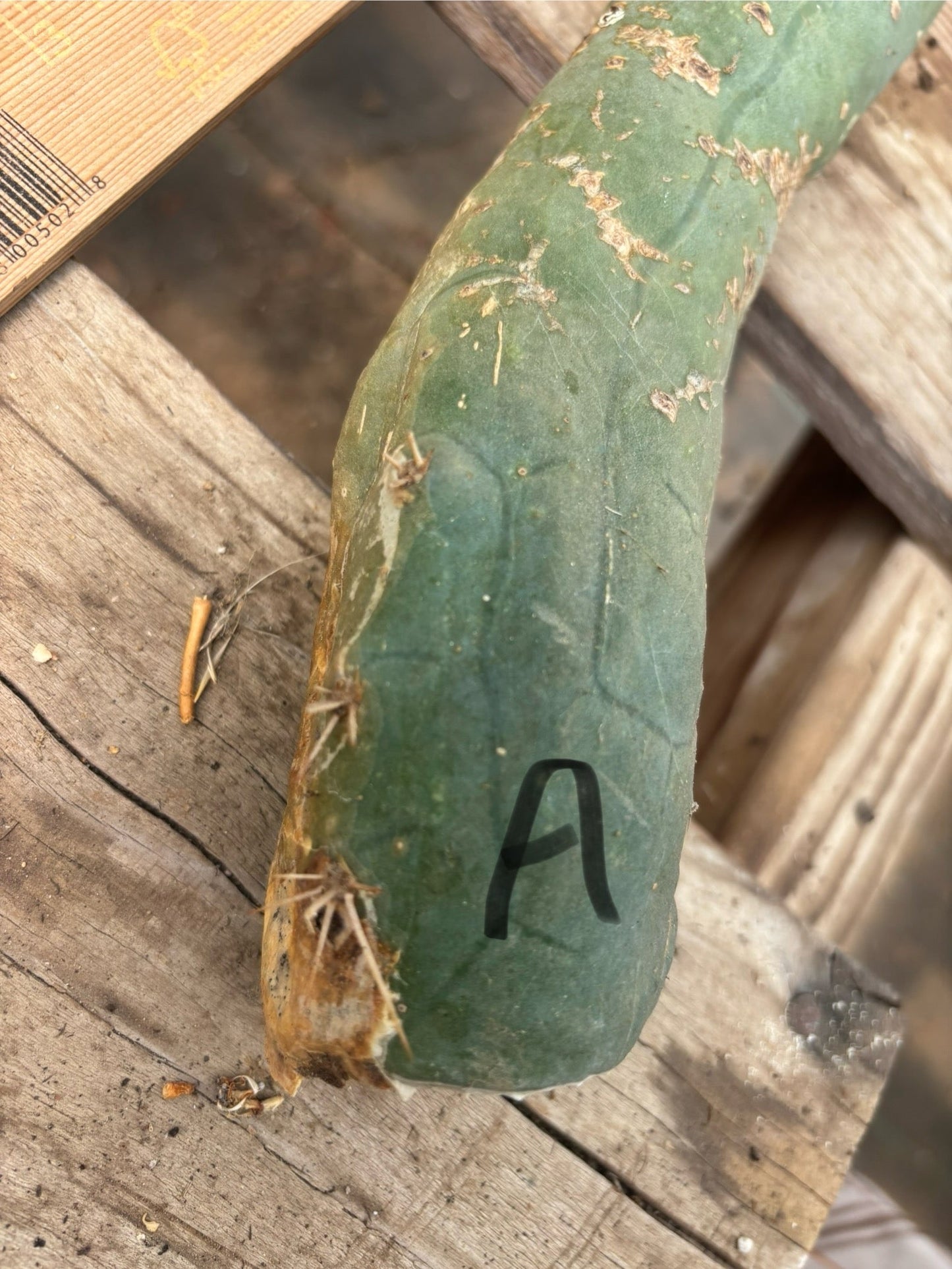 #EC41 EXACT Trichocereus Bridgesii Monstrose TBM Penis Cactus Long Form cuttings
