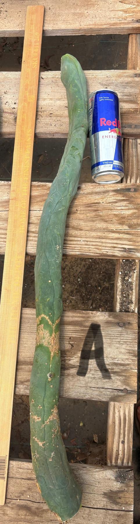 #EC41 EXACT Trichocereus Bridgesii Monstrose TBM Penis Cactus Long Form cuttings