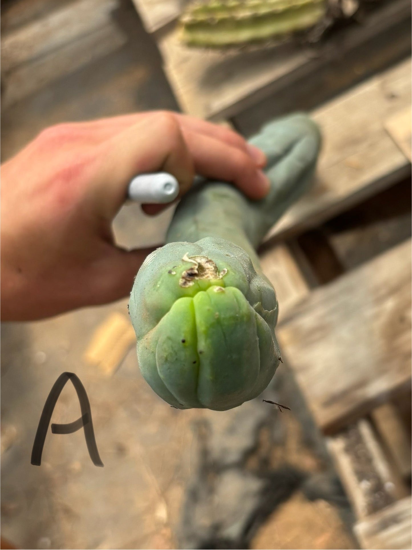 #EC41 EXACT Trichocereus Bridgesii Monstrose TBM Penis Cactus Long Form cuttings