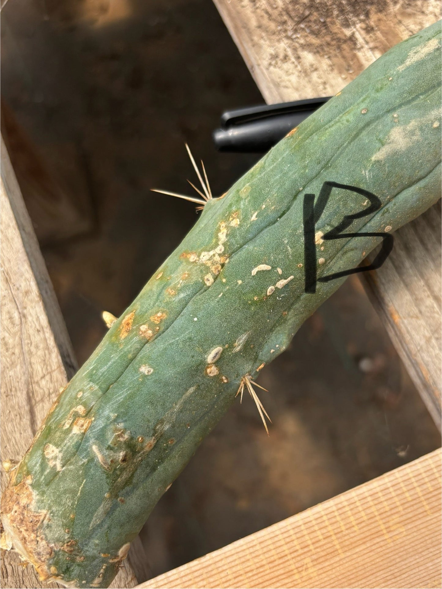 #EC41 EXACT Trichocereus Bridgesii Monstrose TBM Penis Cactus Long Form cuttings
