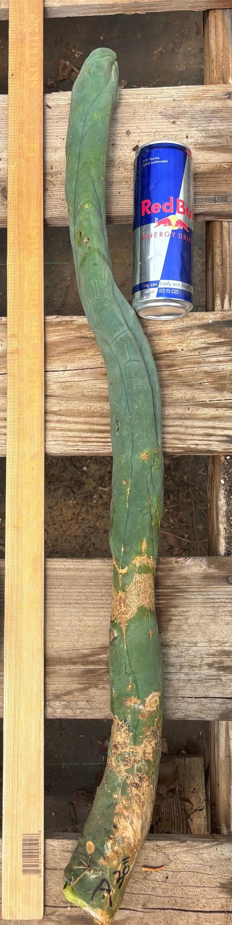 #EC41 EXACT Trichocereus Bridgesii Monstrose TBM Penis Cactus Long Form cuttings