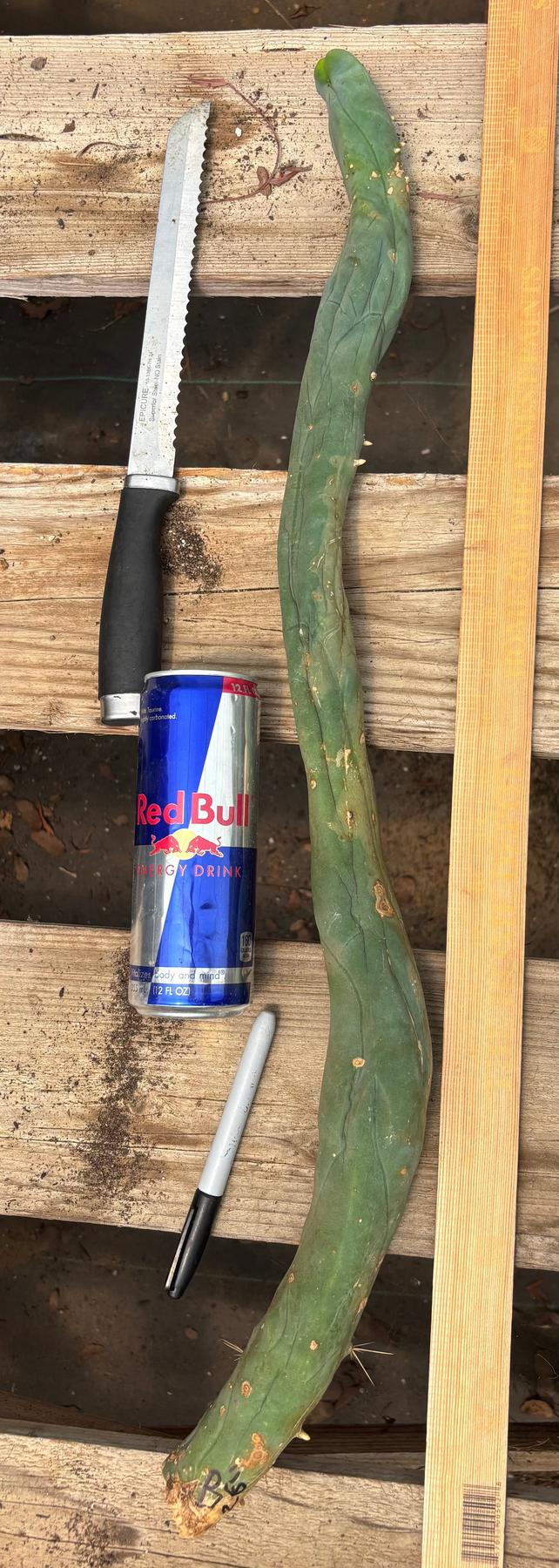 #EC41 EXACT Trichocereus Bridgesii Monstrose TBM Penis Cactus Long Form cuttings