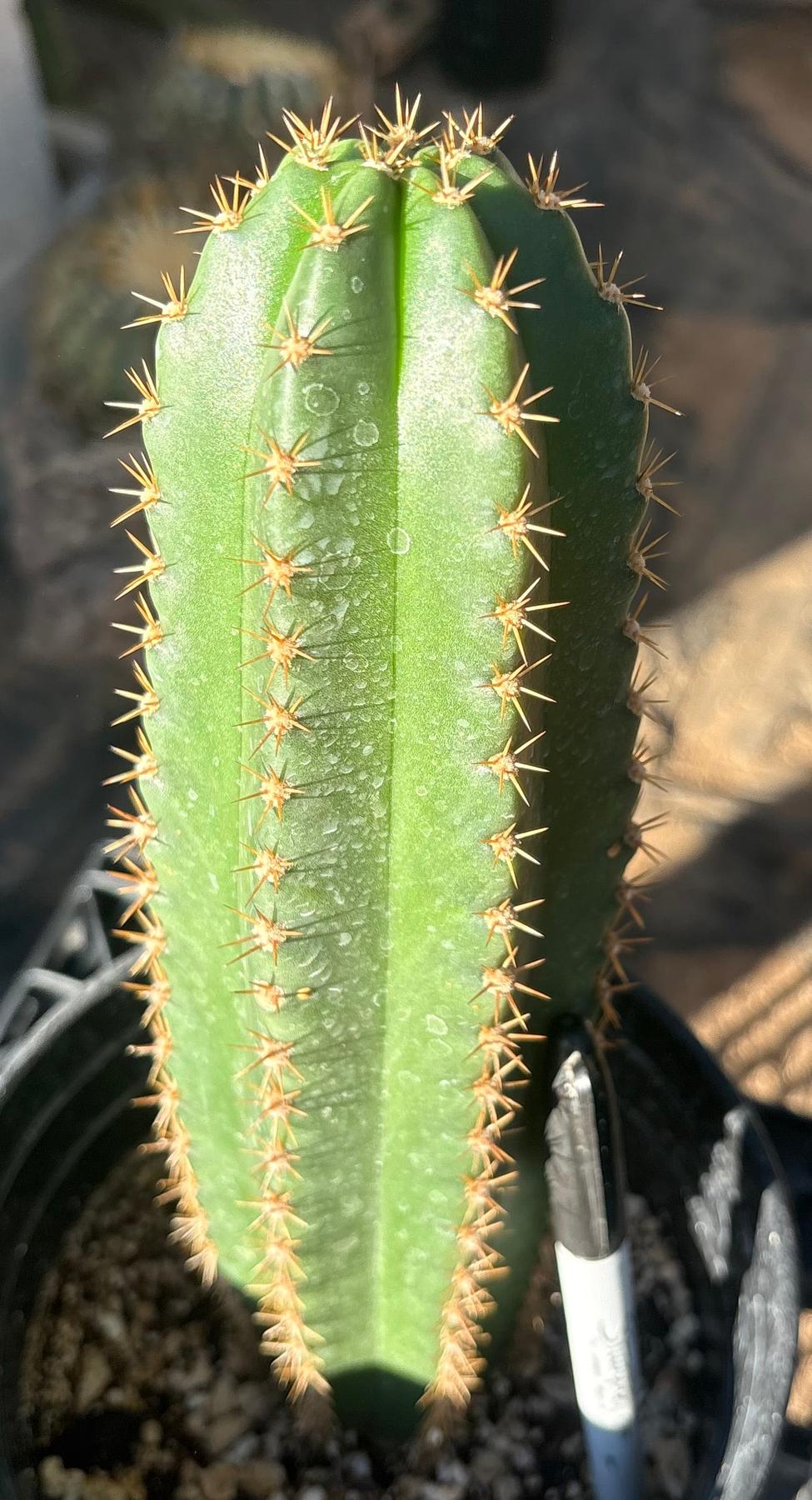 #EC46 EXACT Trichocereus Zelly X Scop Ripple Cactus 11”