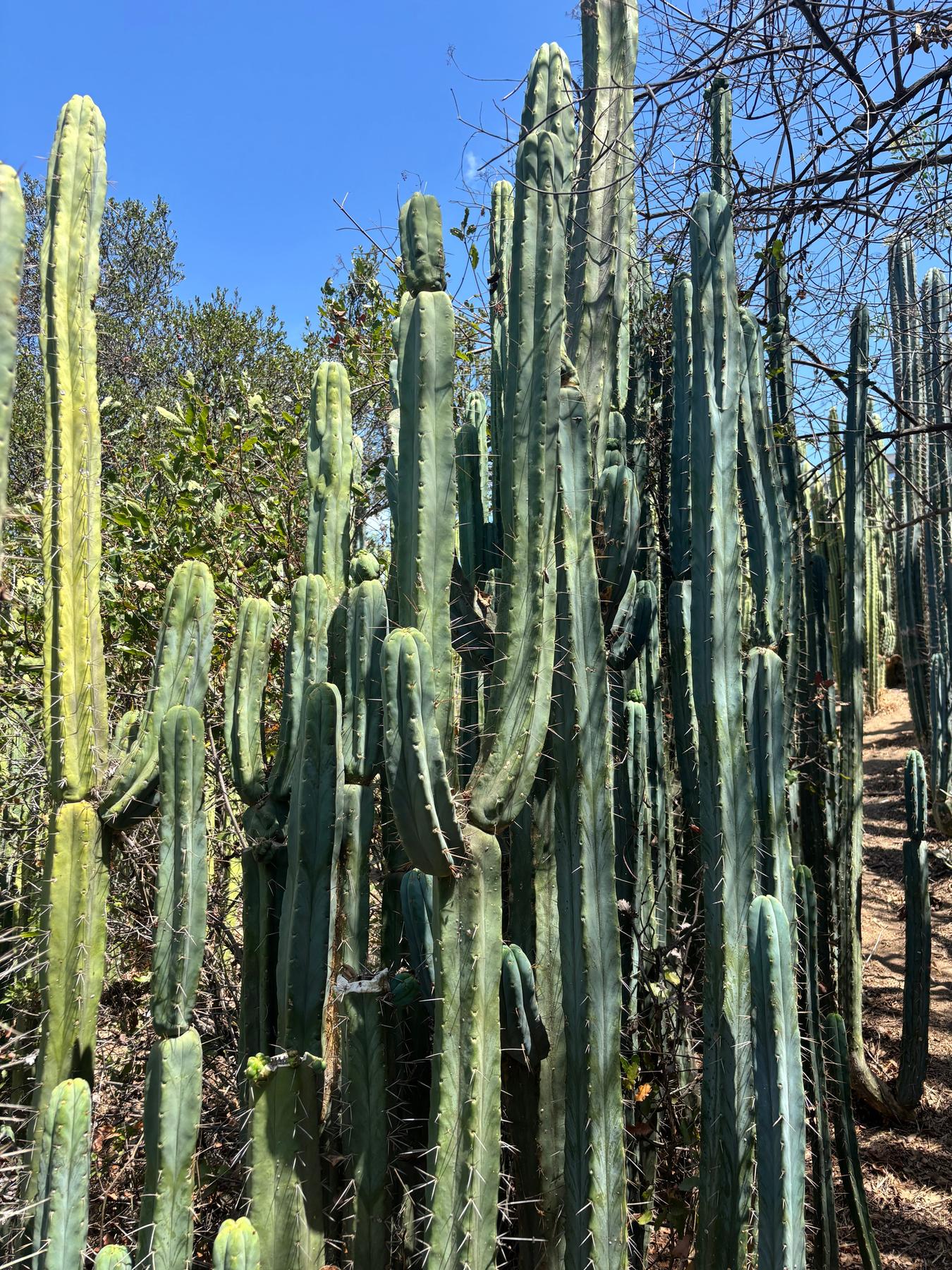 #EC56 EXACT Trichocereus Bridgesii Jiimz Twin Spine Cactus Giant 1-4ft cuttings