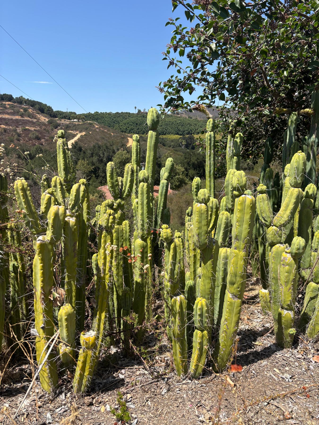 #EC56 EXACT Trichocereus Bridgesii Jiimz Twin Spine Cactus Giant 1-4ft cuttings
