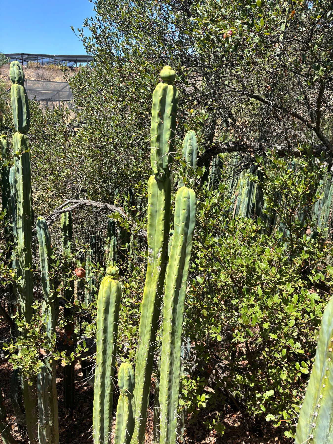 #EC56 EXACT Trichocereus Bridgesii Jiimz Twin Spine Cactus Giant 1-4ft cuttings