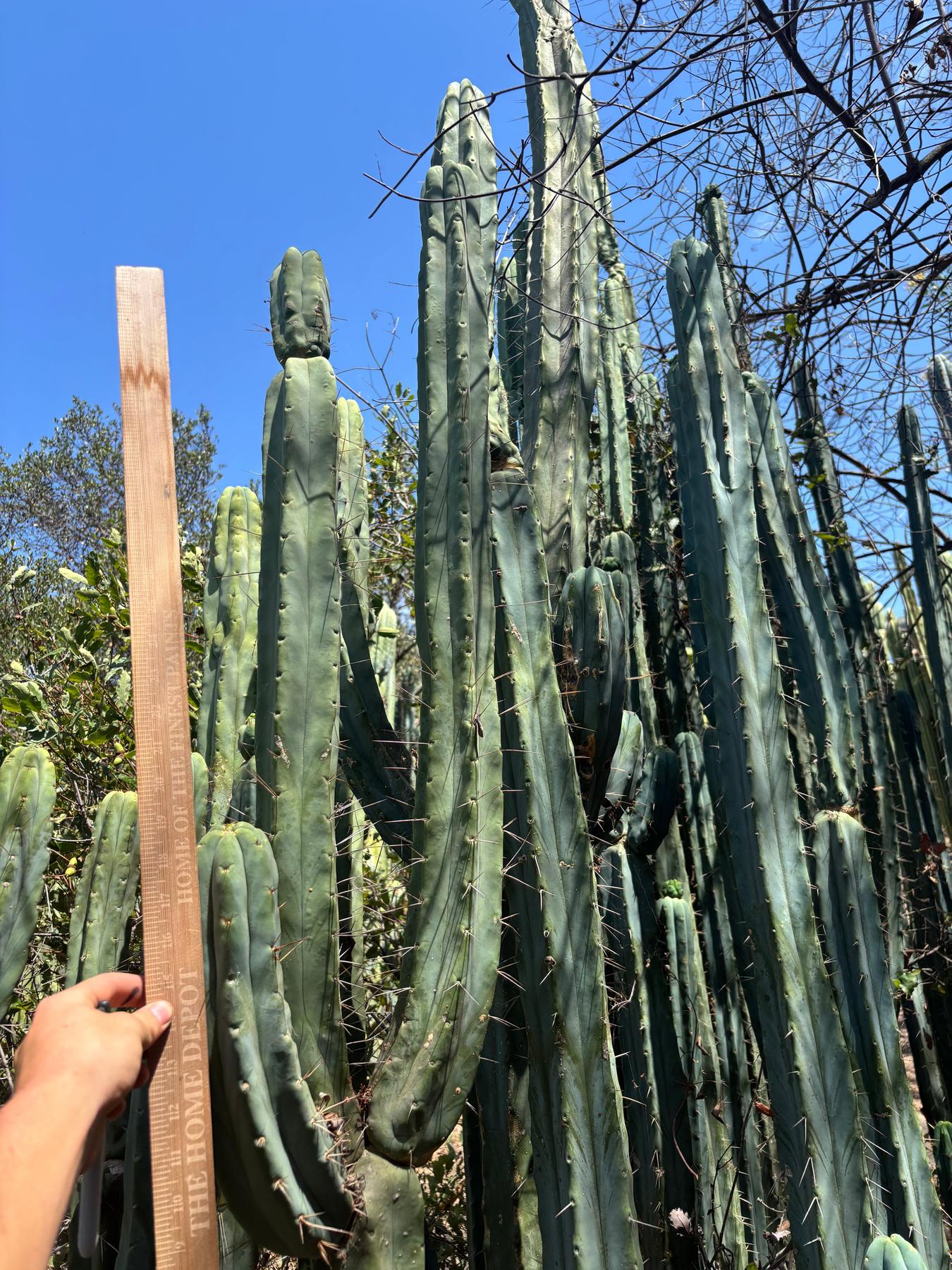 #EC56 EXACT Trichocereus Bridgesii Jiimz Twin Spine Cactus Giant 1-4ft cuttings